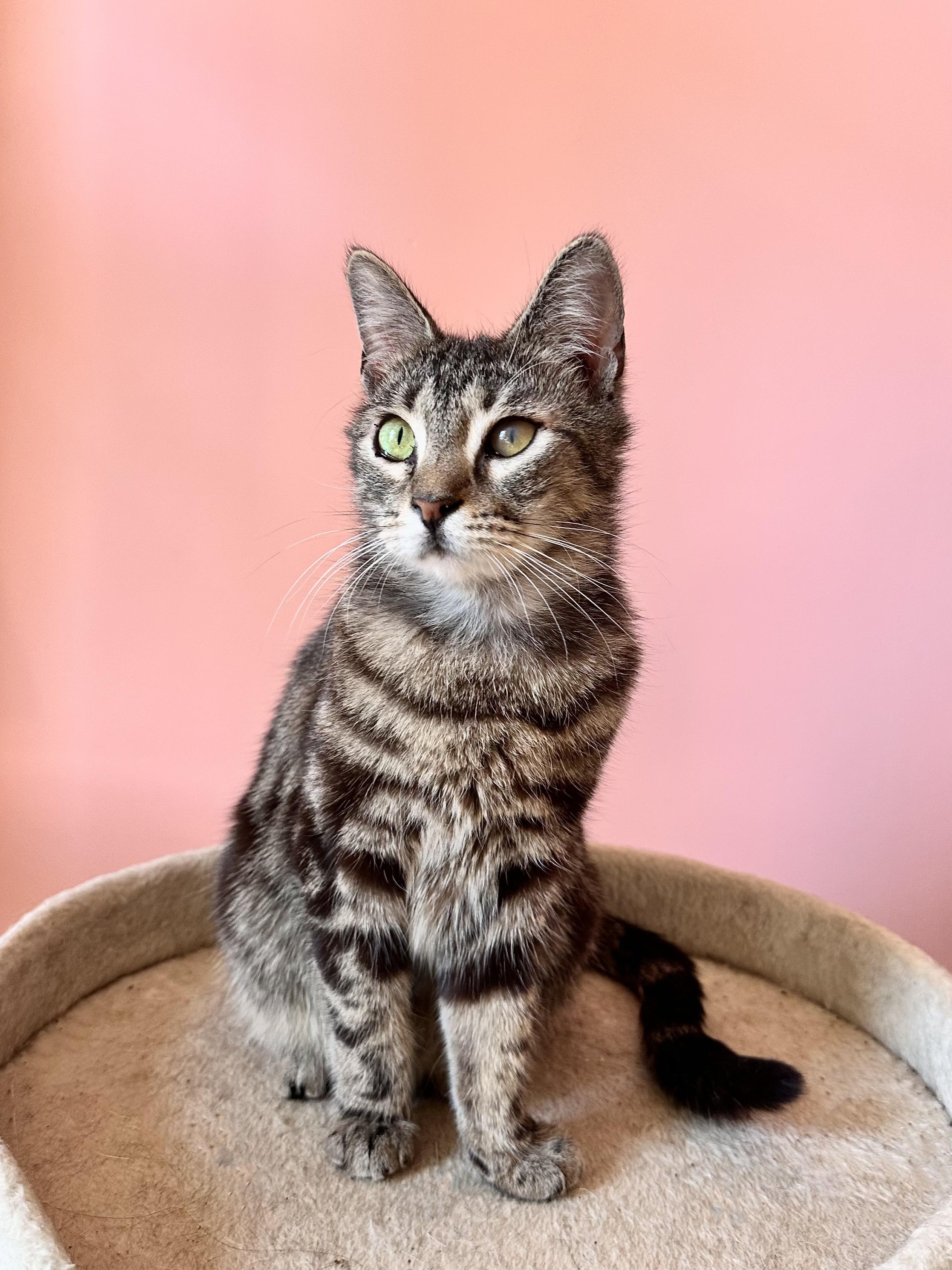 COFFEE, Adoptable, Adult Female Tabby.