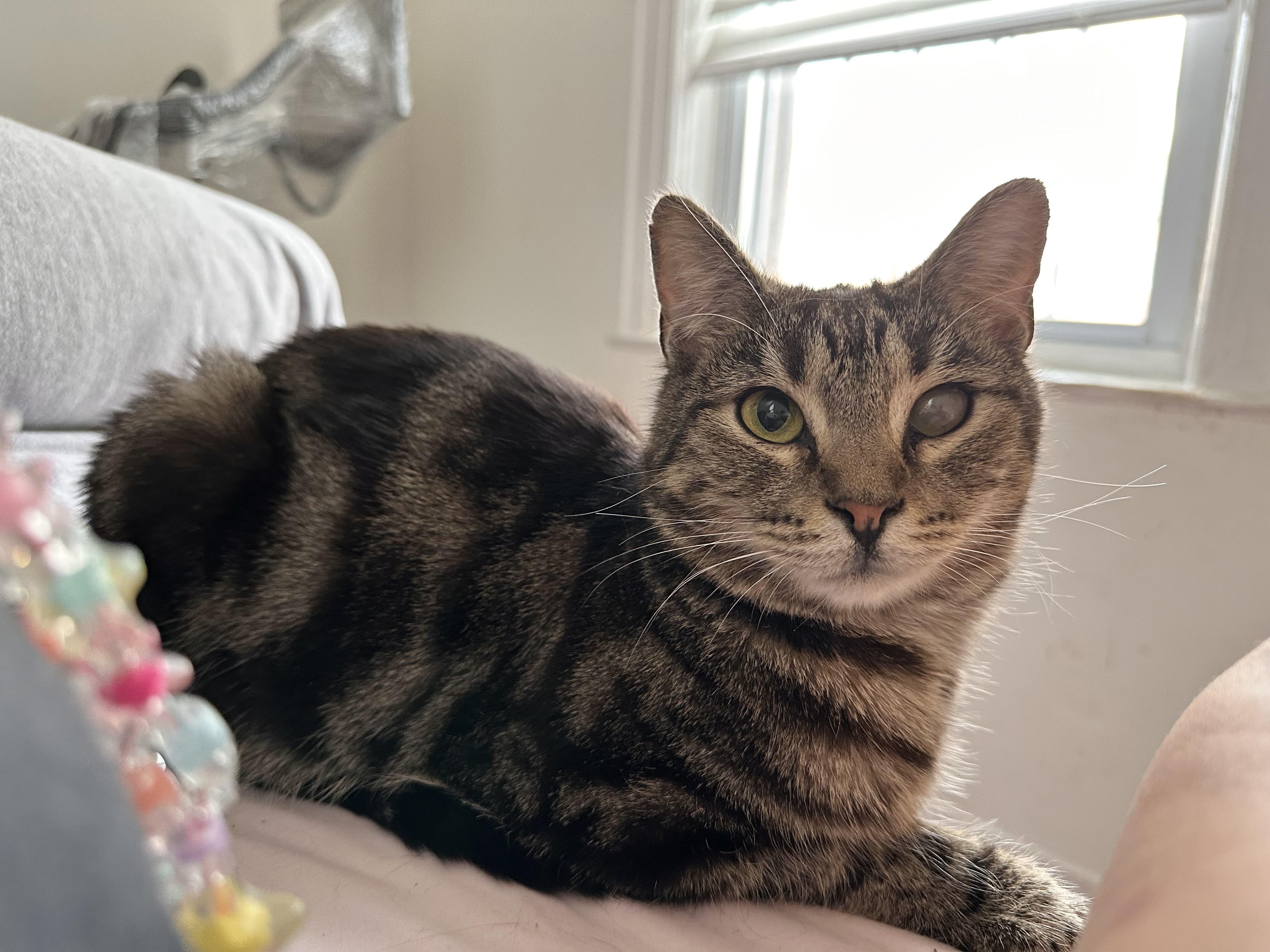 Enlarge COFFEE, a Adoptable Tabby in New York, NY image 4/6