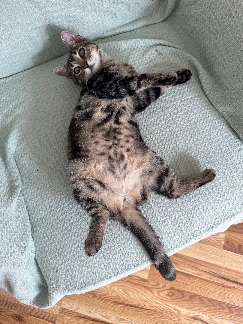 Enlarge COFFEE, a Adoptable Tabby in New York, NY image 5/6