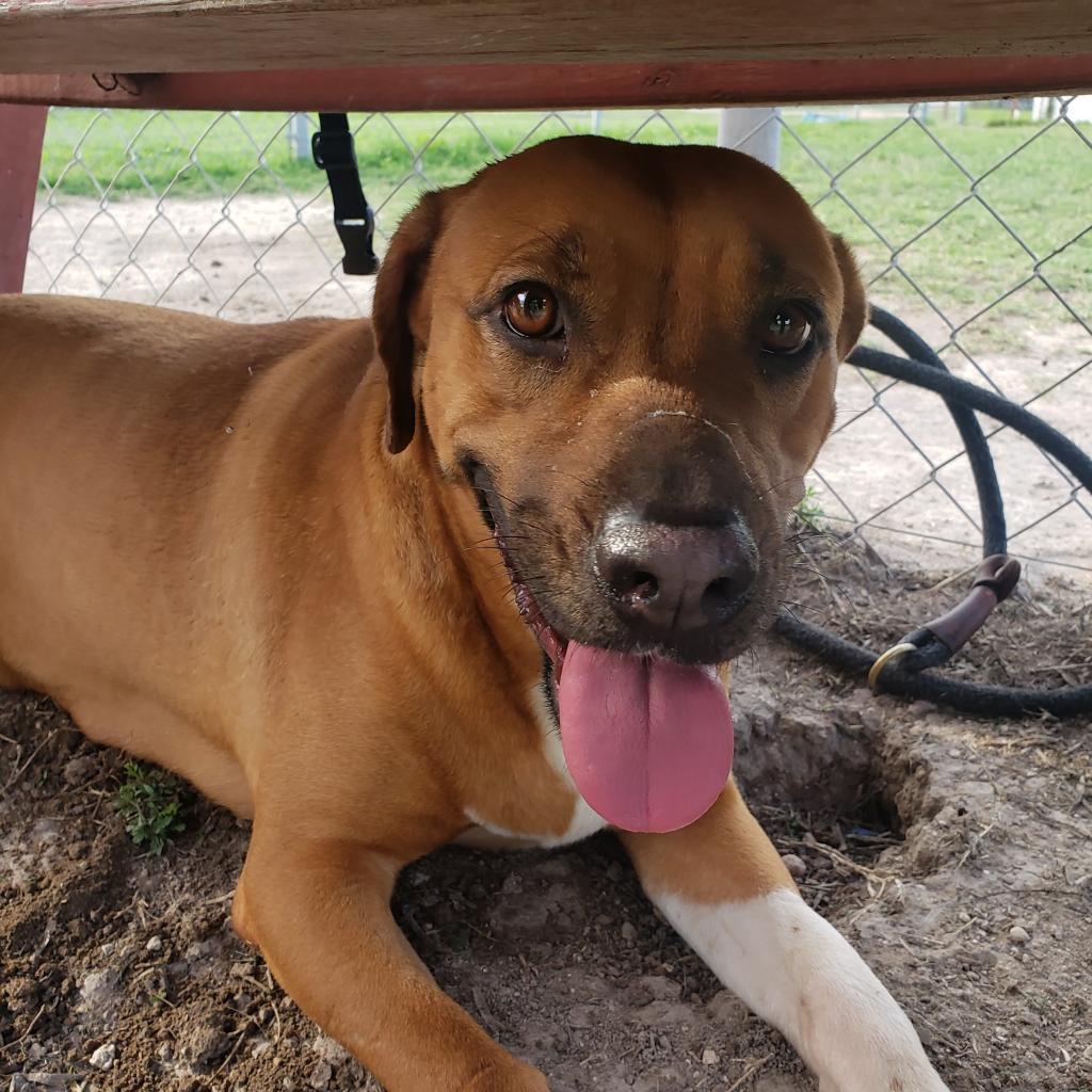 Enlarge Jenni Rivera (Amelie), a Adoptable Shepherd in Edinburg, TX image 1/5