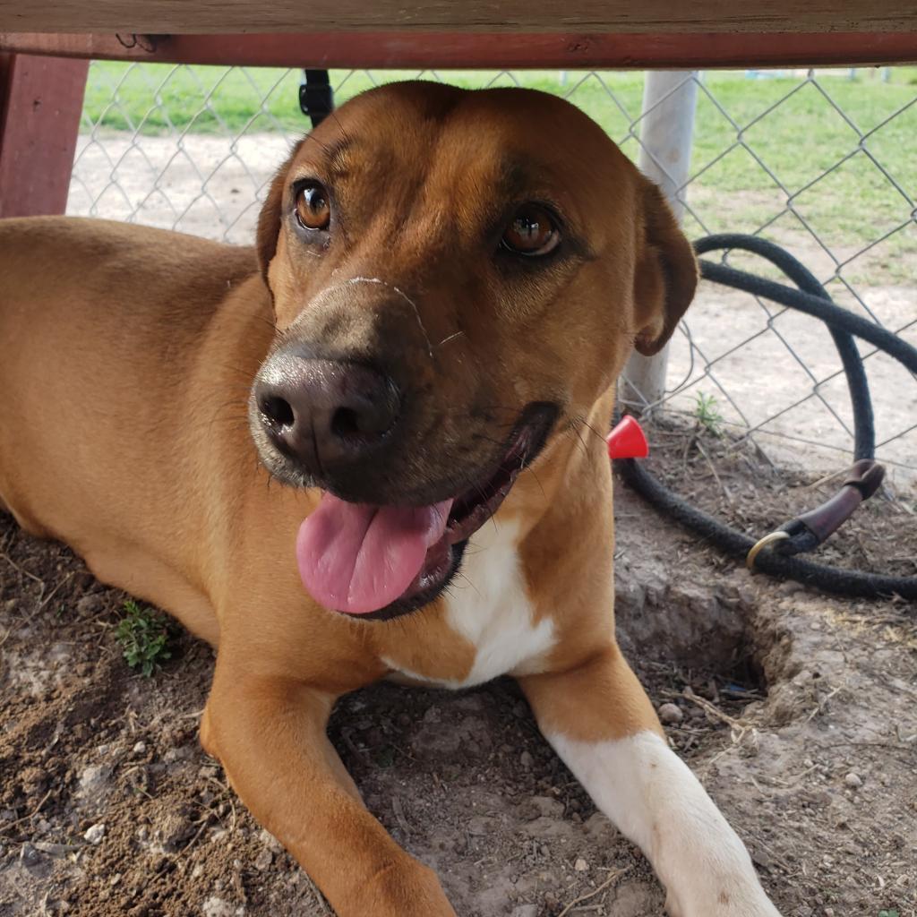 Enlarge Jenni Rivera (Amelie), a Adoptable Shepherd in Edinburg, TX image 2/5