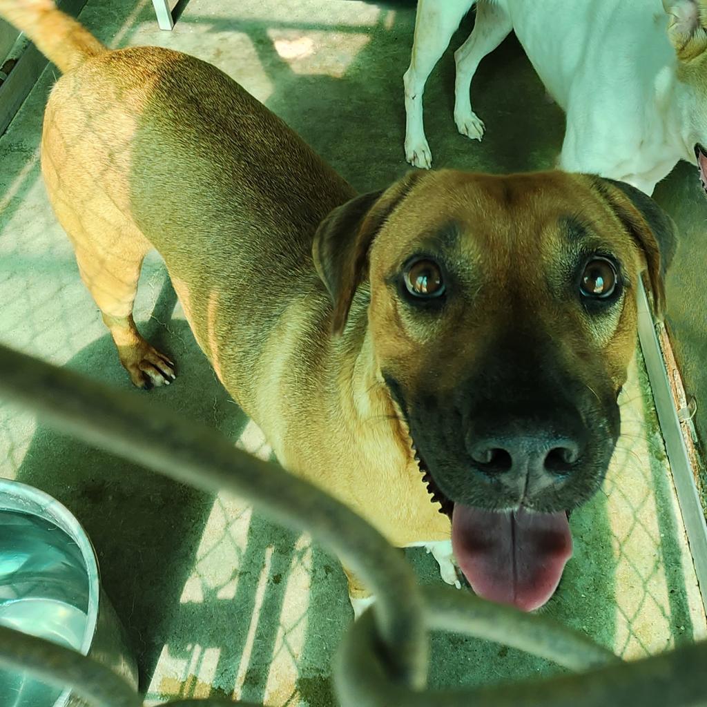 Enlarge Jenni Rivera (Amelie), a Adoptable Shepherd in Edinburg, TX image 3/5