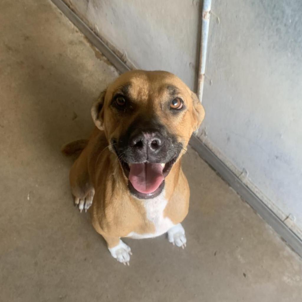 Enlarge Jenni Rivera (Amelie), a Adoptable Shepherd in Edinburg, TX image 4/5