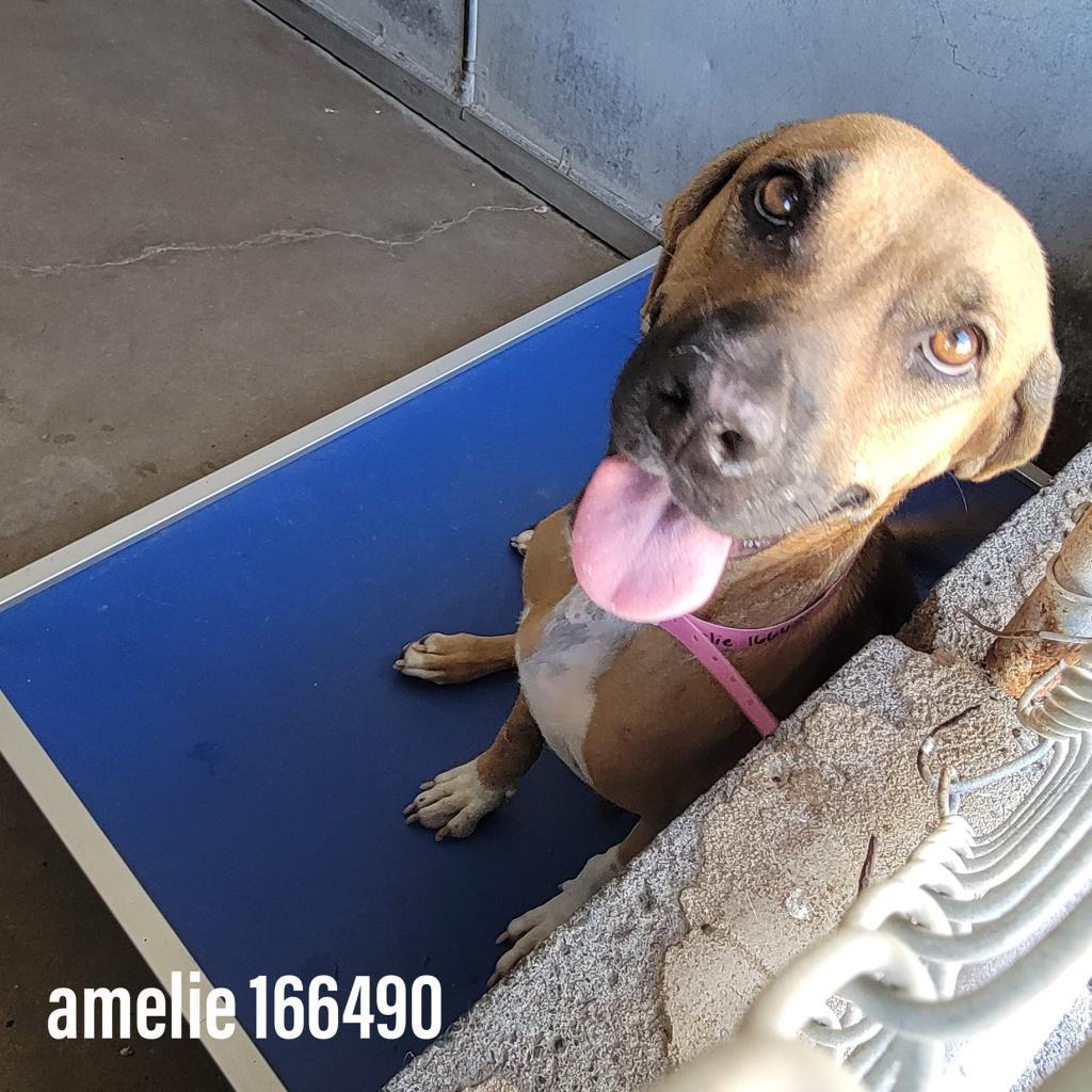 Enlarge Jenni Rivera (Amelie), a Adoptable Shepherd in Edinburg, TX image 5/5