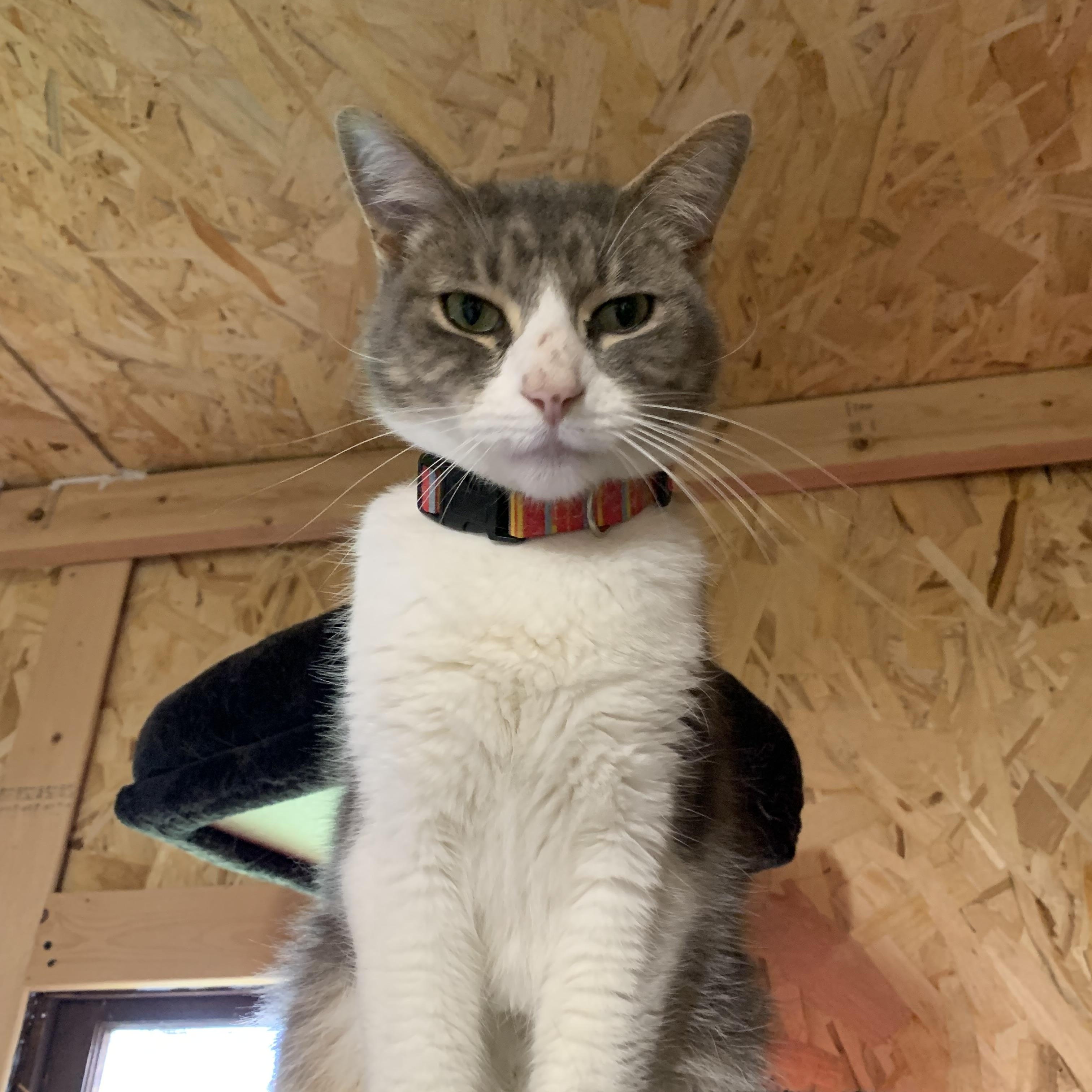 Enlarge Leo, a Adoptable Domestic Short Hair in Ludington, MI image 3/5