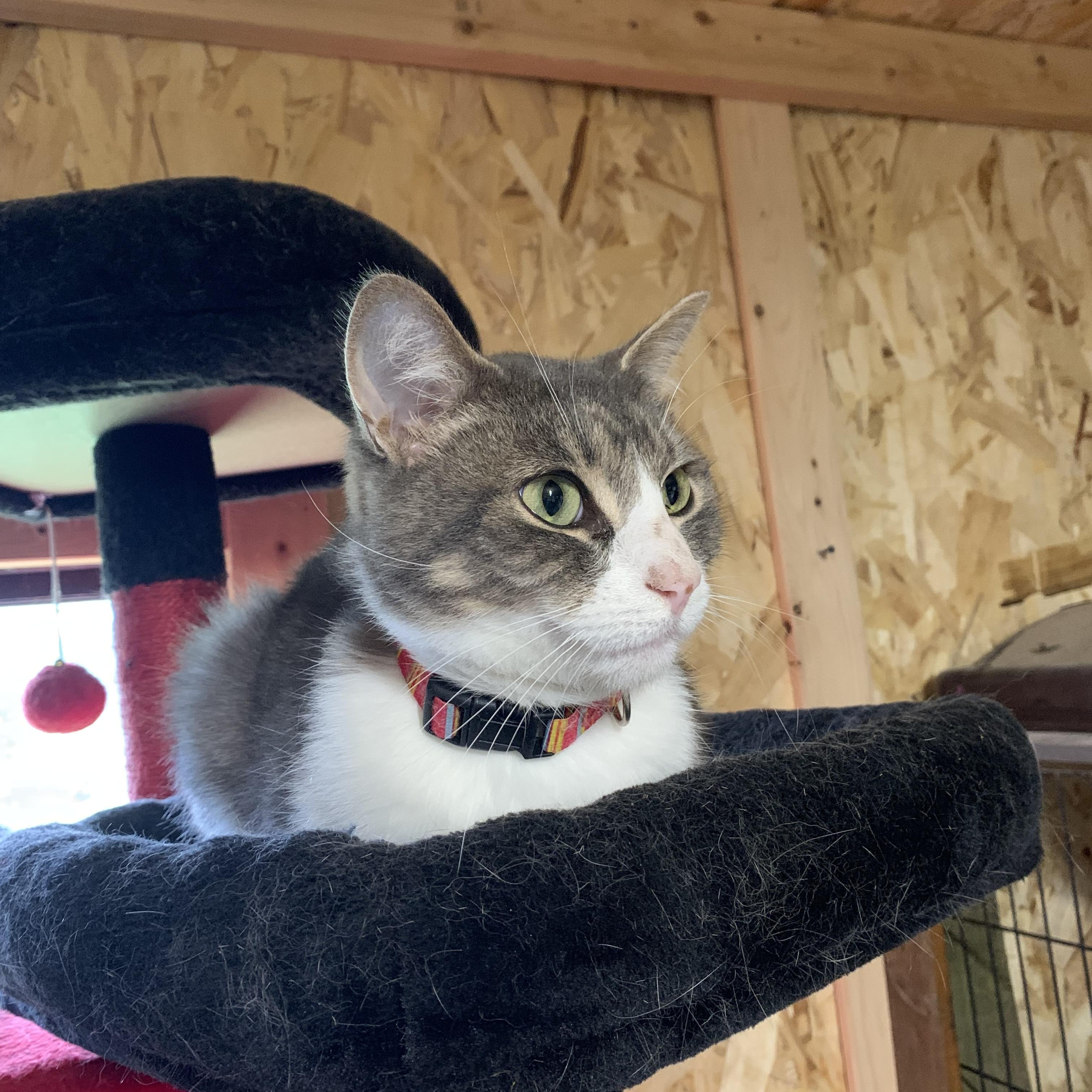 Enlarge Leo, a Adoptable Domestic Short Hair in Ludington, MI image 5/5