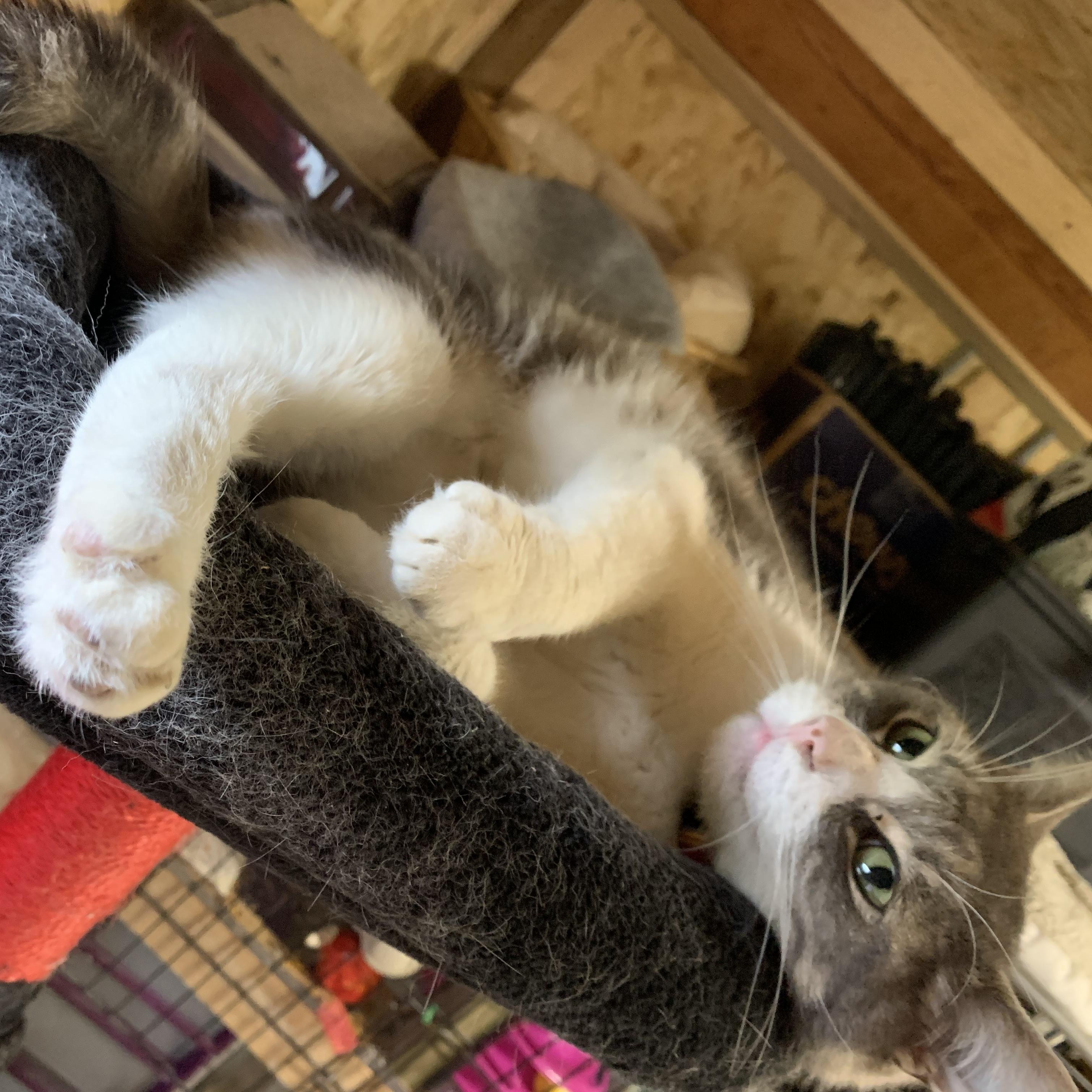 Enlarge Leo, a Adoptable Domestic Short Hair in Ludington, MI image 4/5