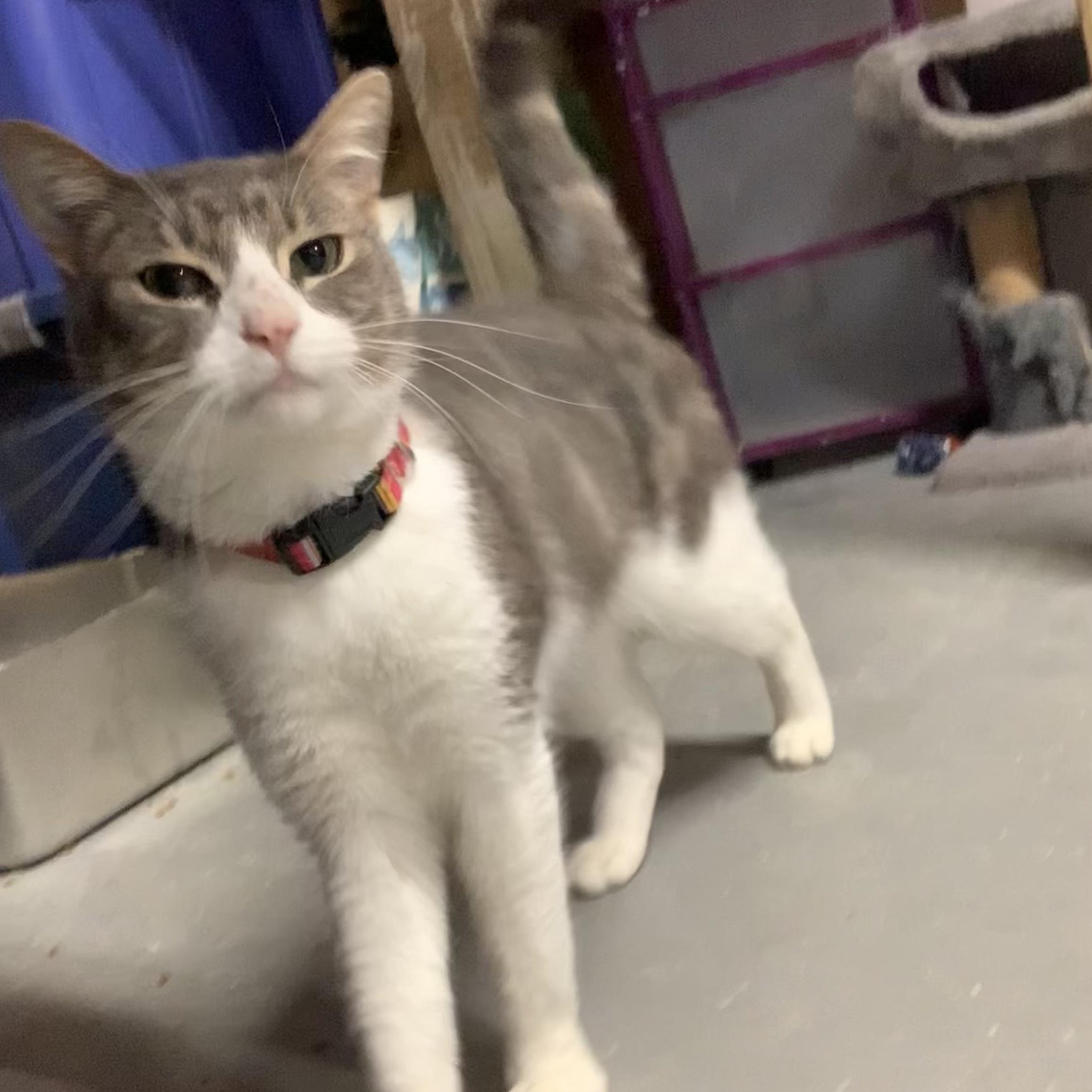 Enlarge Leo, a Adoptable Domestic Short Hair in Ludington, MI image 2/5