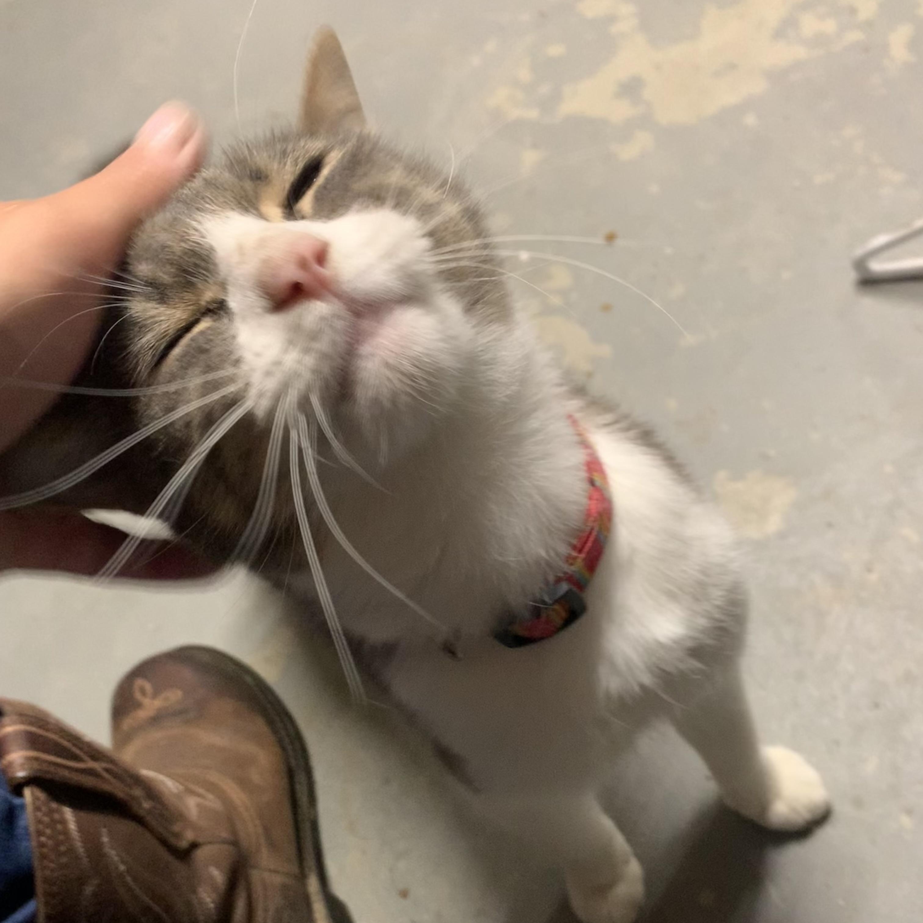 Leo, Adoptable, Adult Male Domestic Short Hair.