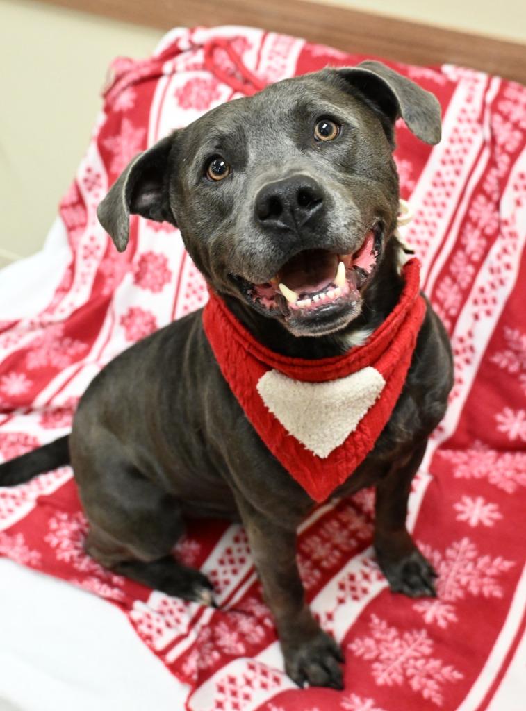 Harold, Adoptable, Adult Male Pit Bull Terrier.