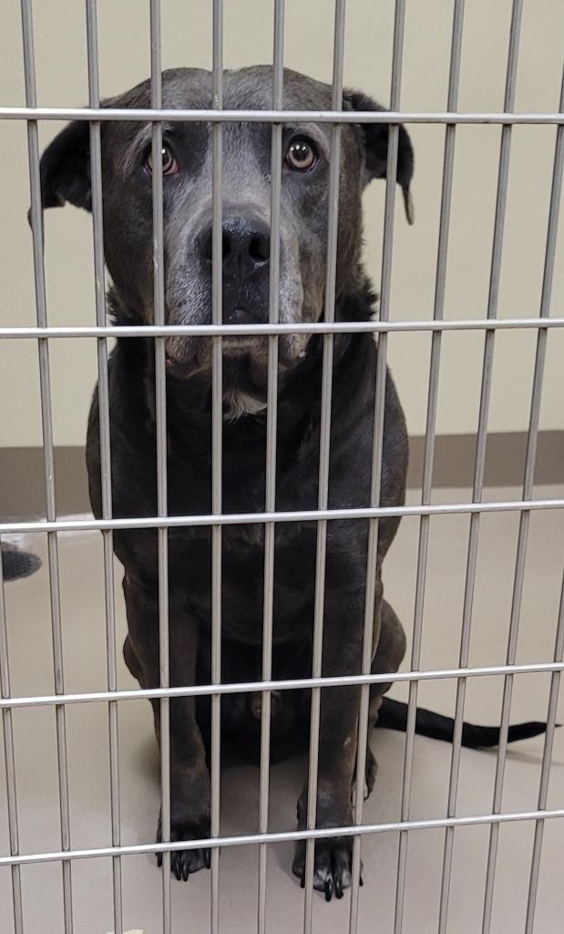 Harold, a Adoptable Pit Bull Terrier in Christiansburg, VA image 2/2