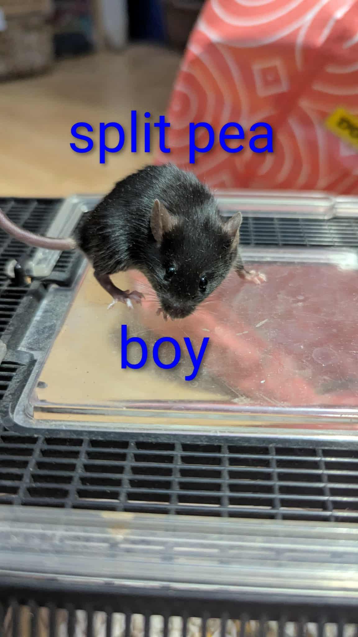 Enlarge Split Pea, a Adoptable Mouse in Flanders, NJ image 1/1