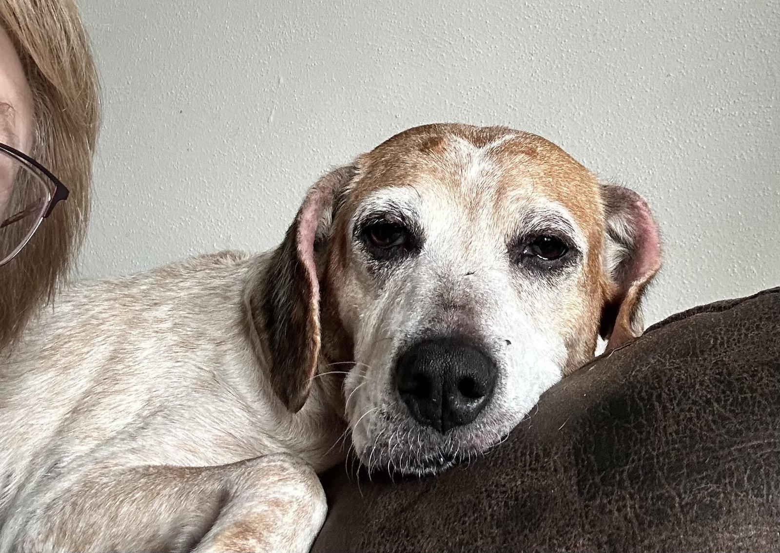 Baby Huey(Houston), Adoptable, Senior Female Beagle & Cattle Dog.