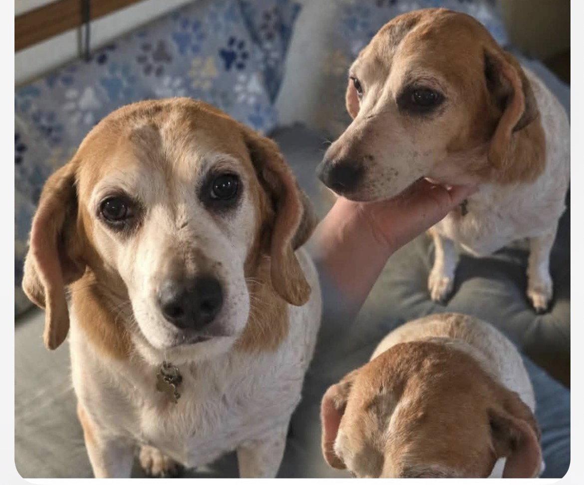 Enlarge Baby Huey(Houston), a Adoptable mixed breed in O'Fallon, MO image 2/3
