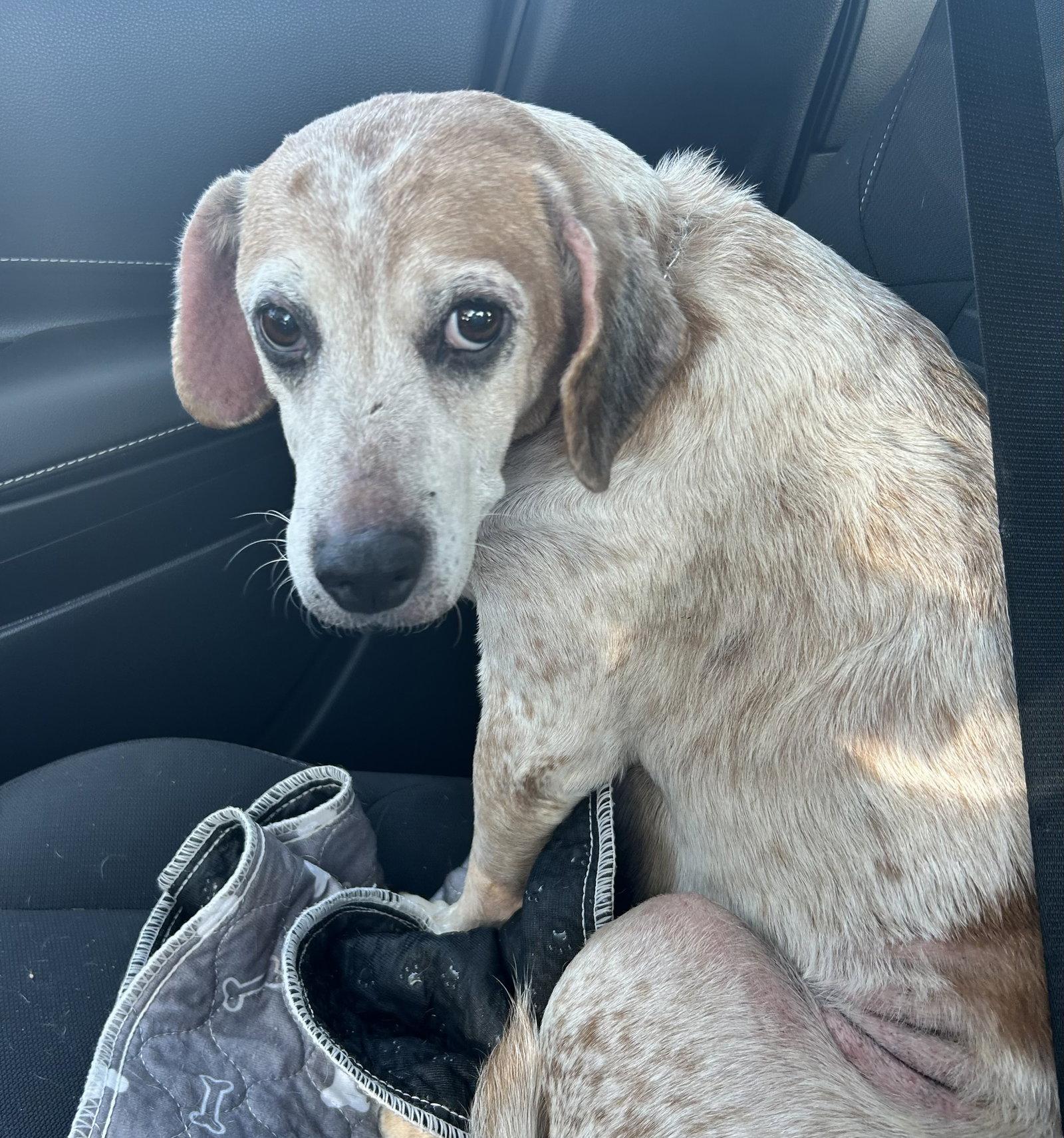 Enlarge Baby Huey(Houston), a Adoptable mixed breed in O'Fallon, MO image 3/3