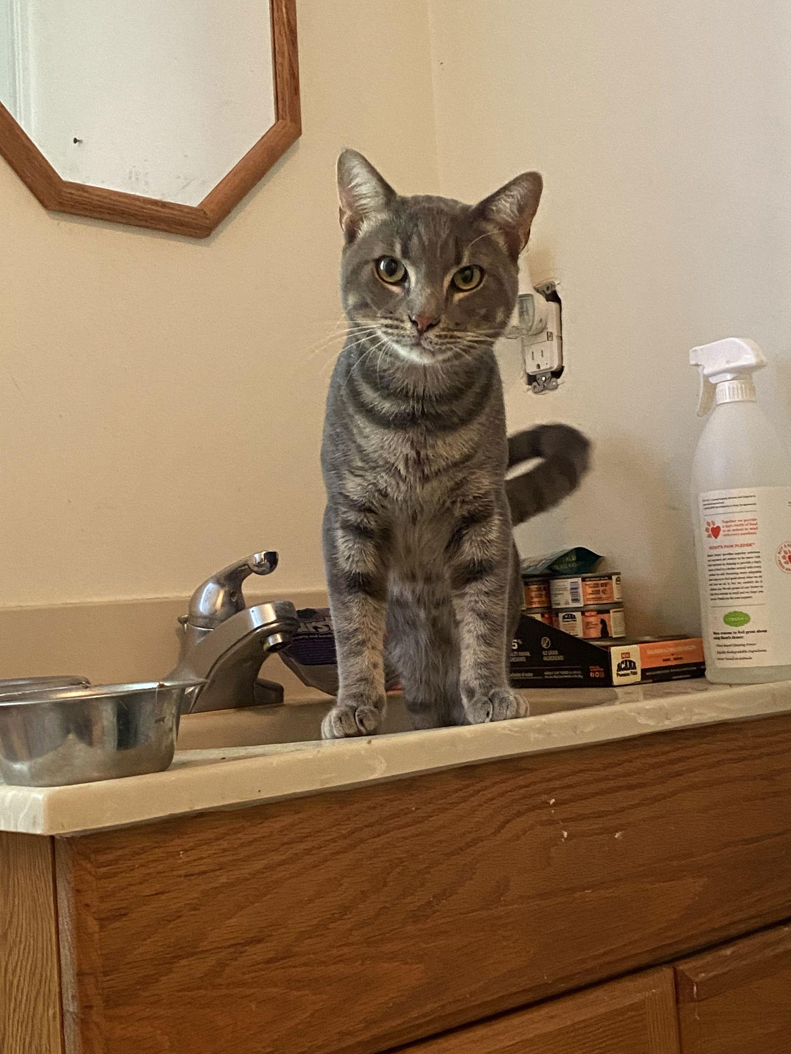 Dusty, Adoptable, Young Male Domestic Short Hair.