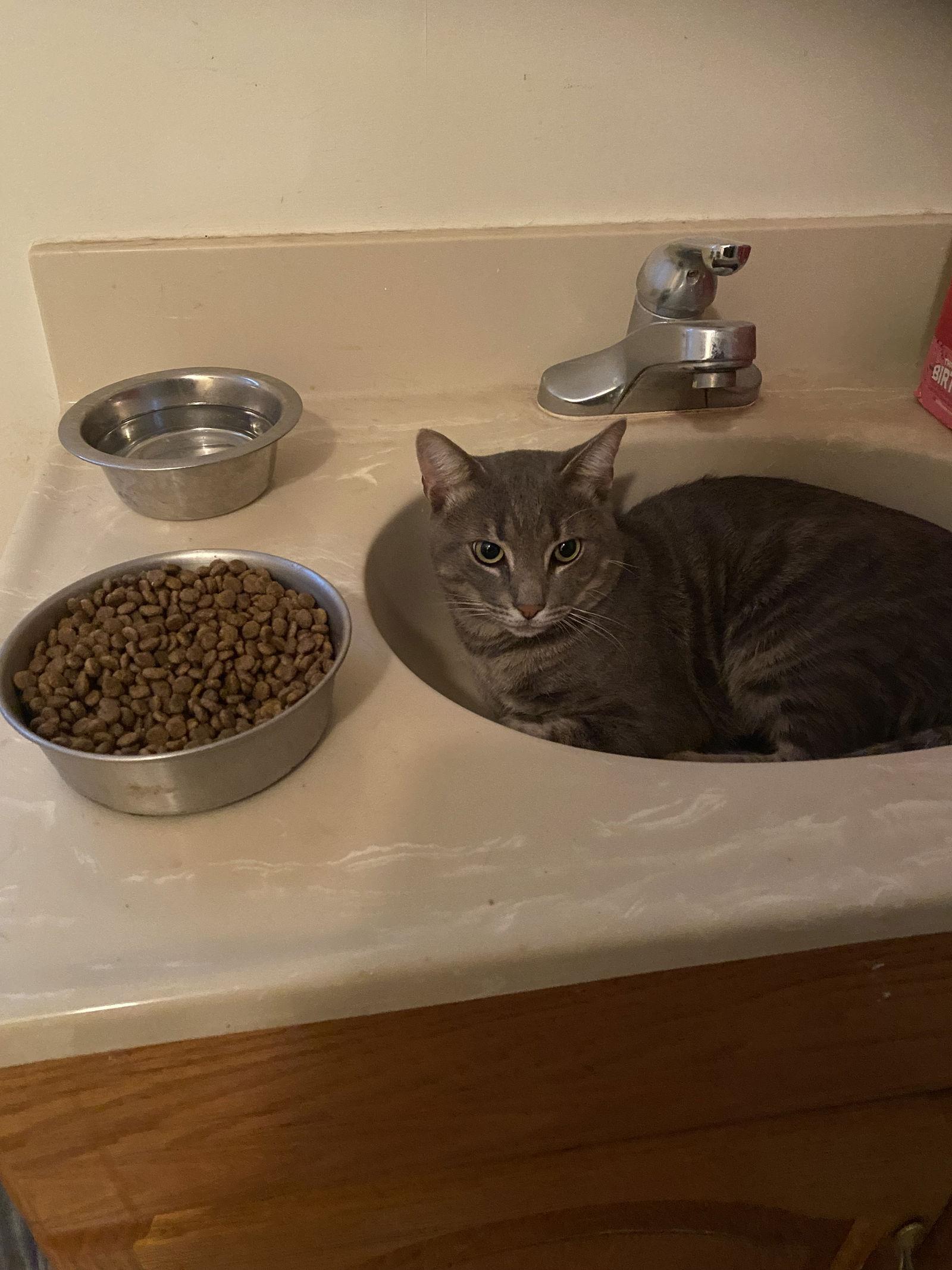 Dusty, a Adoptable Domestic Short Hair in Mooresville, NC image 2/2