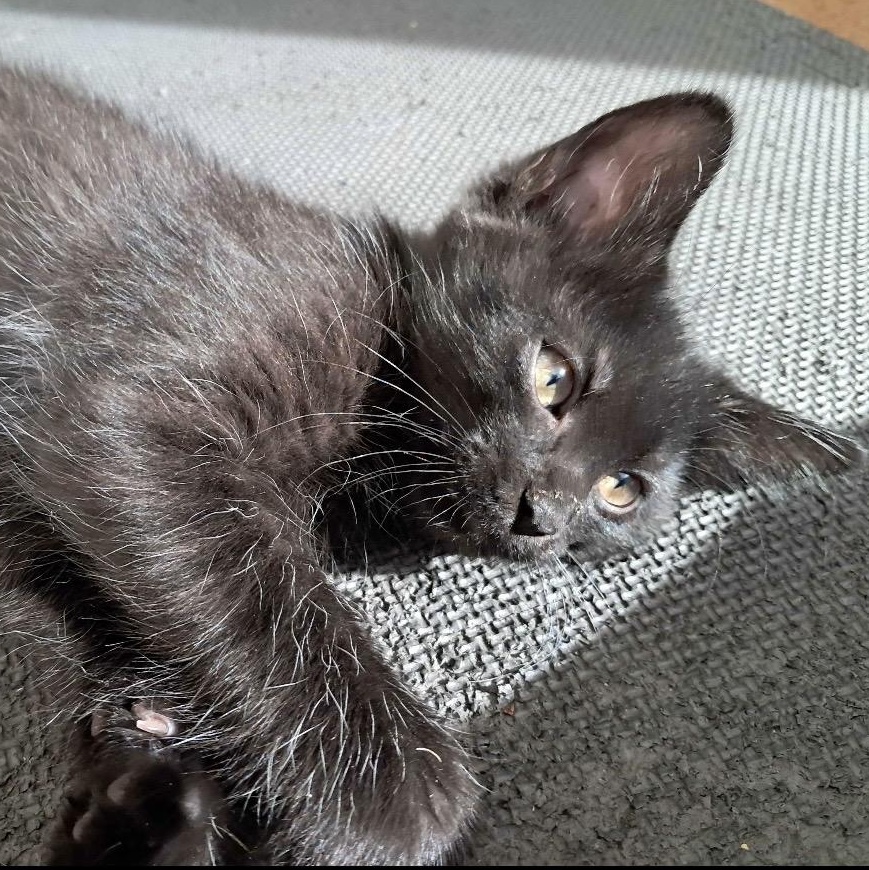 Cashew, Adoptable, Kitten Male Domestic Short Hair.