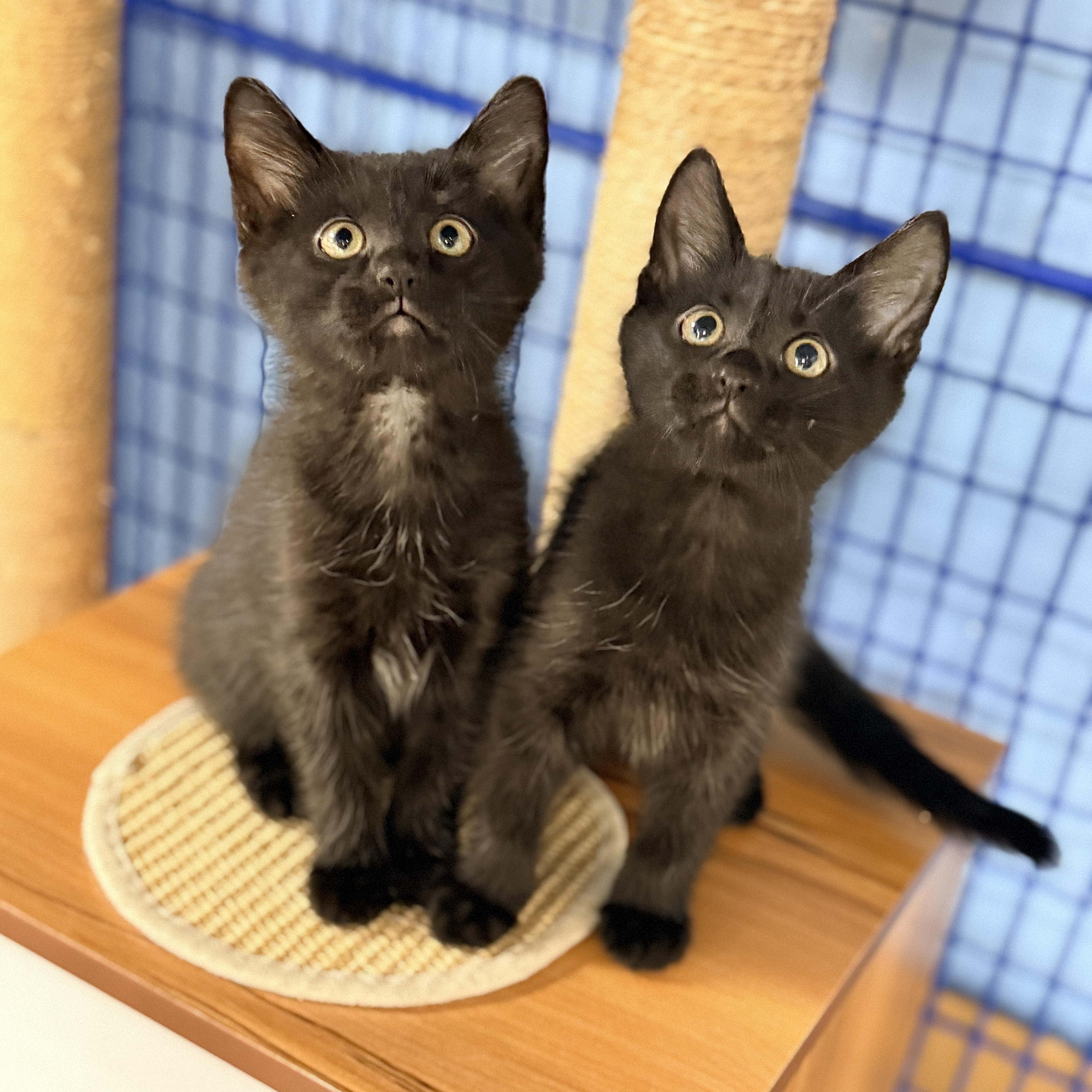 Enlarge Cashew, a Adoptable Domestic Short Hair in Collierville, TN image 4/5