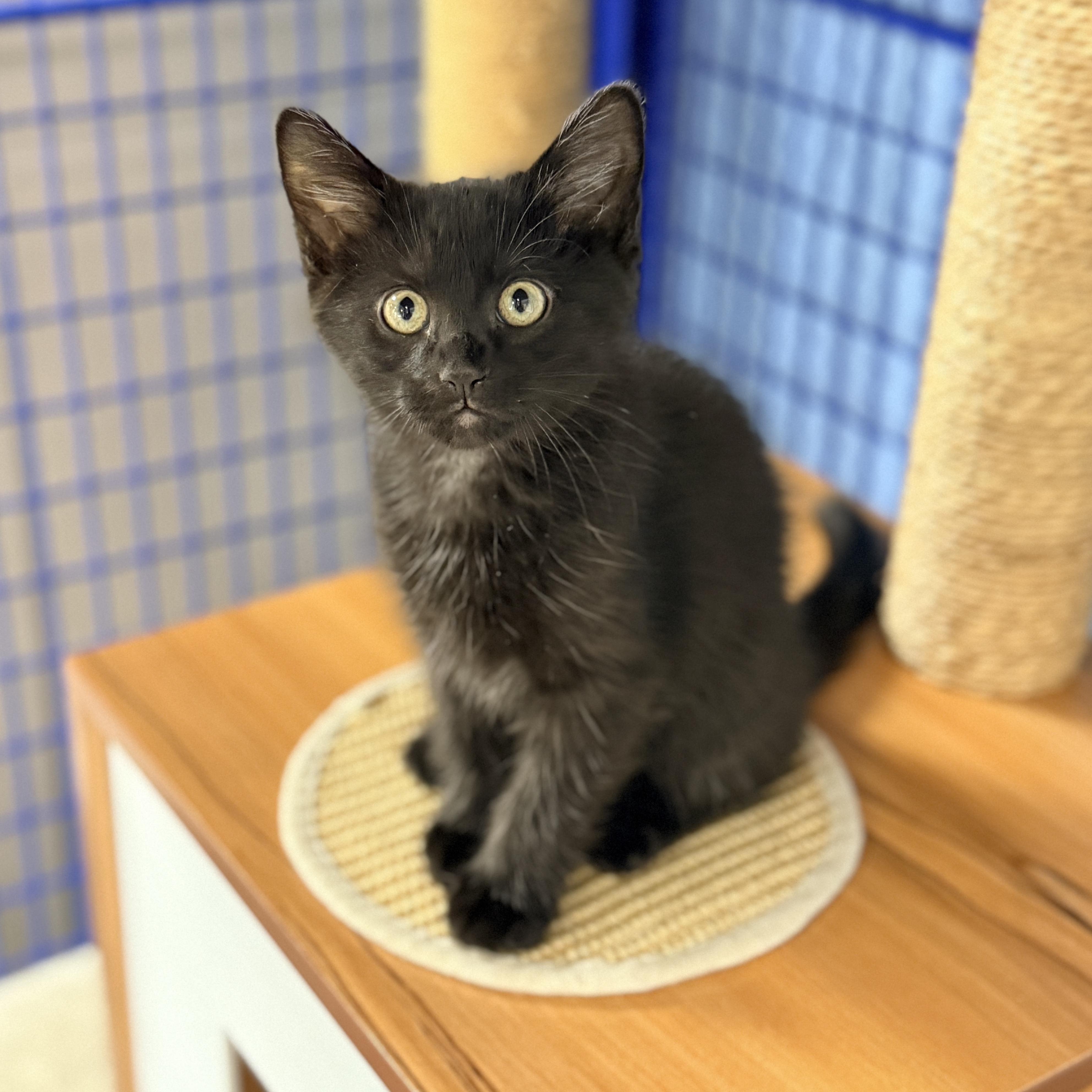 Enlarge Cashew, a Adoptable Domestic Short Hair in Collierville, TN image 3/5