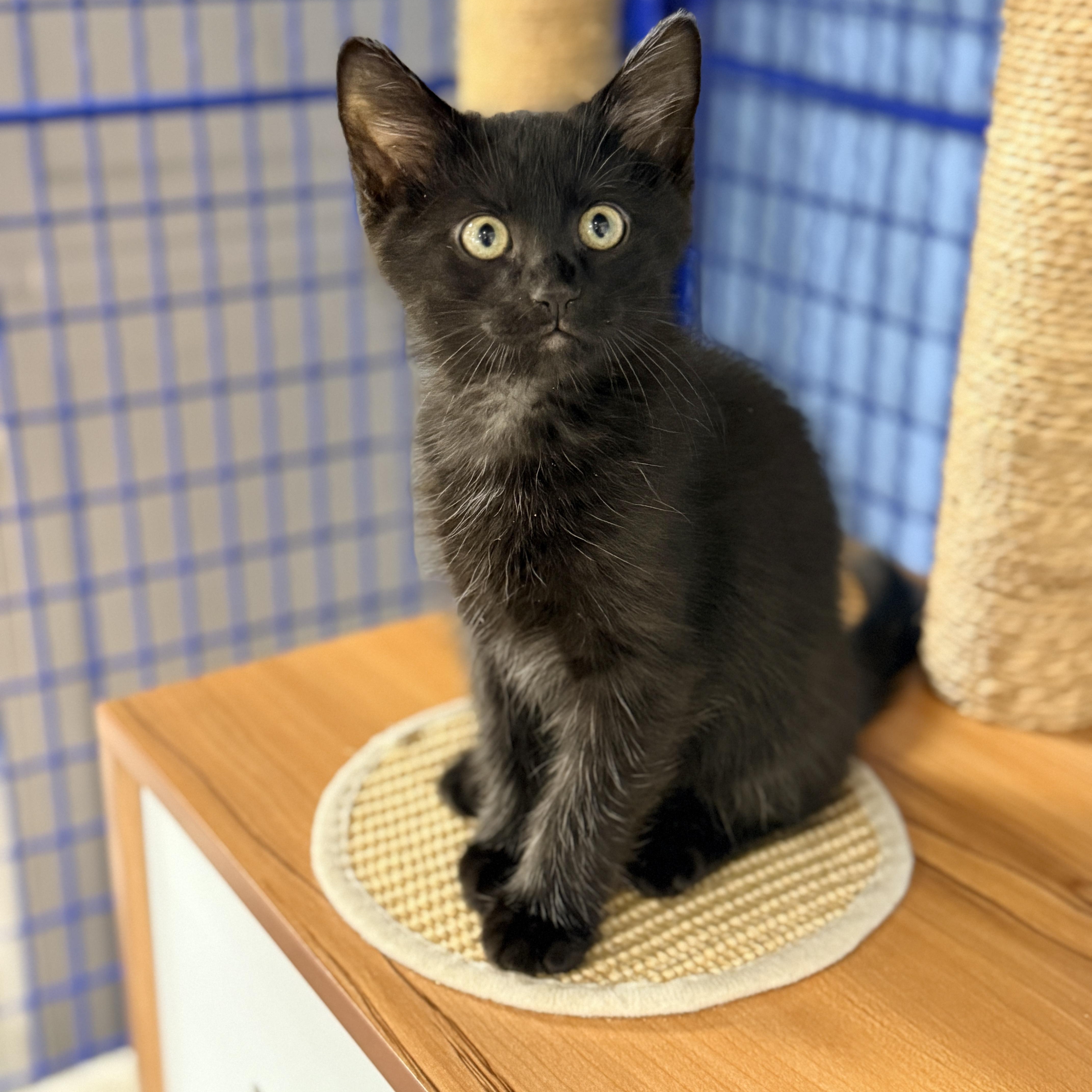 Enlarge Cashew, a Adoptable Domestic Short Hair in Collierville, TN image 2/5