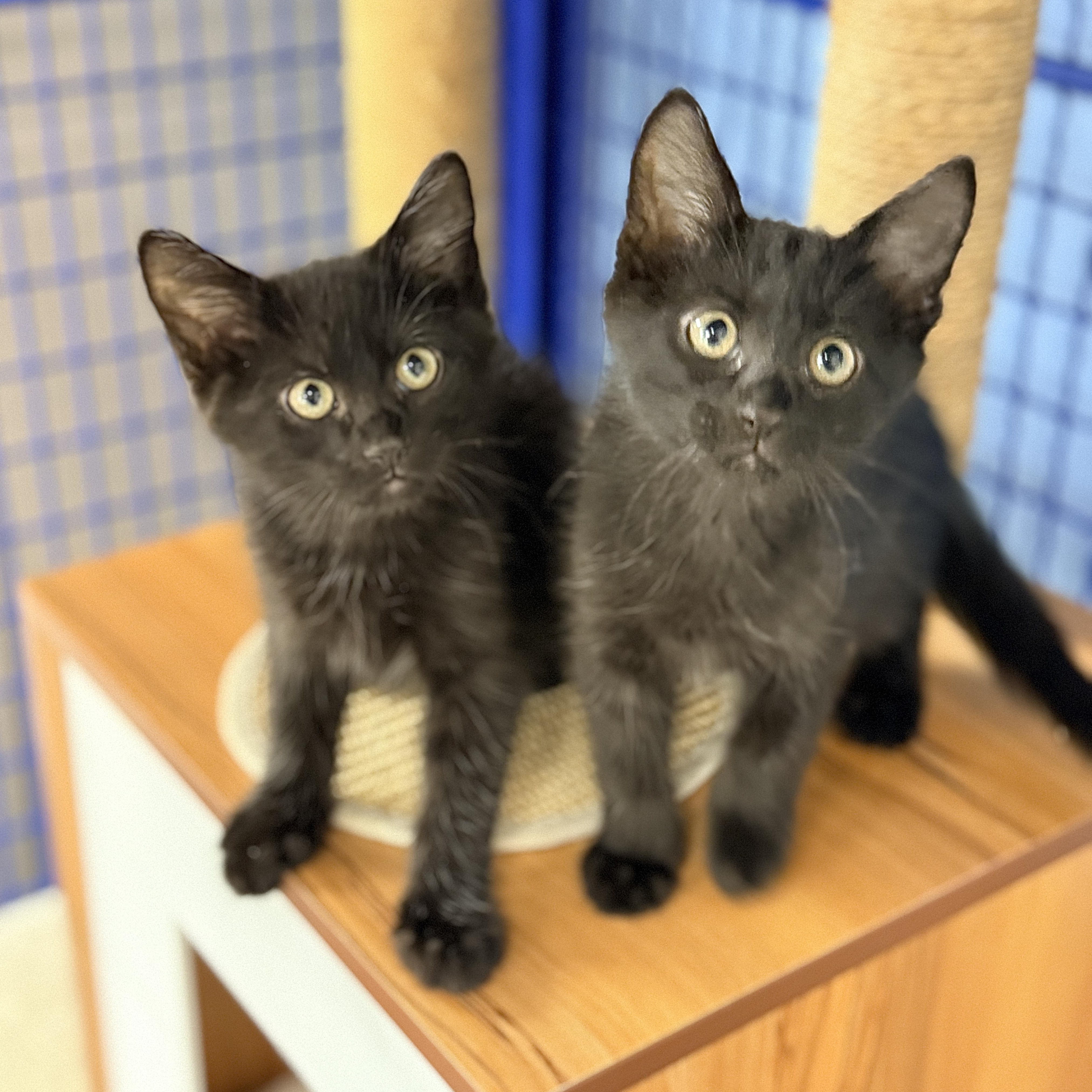 Enlarge Cashew, a Adoptable Domestic Short Hair in Collierville, TN image 5/5