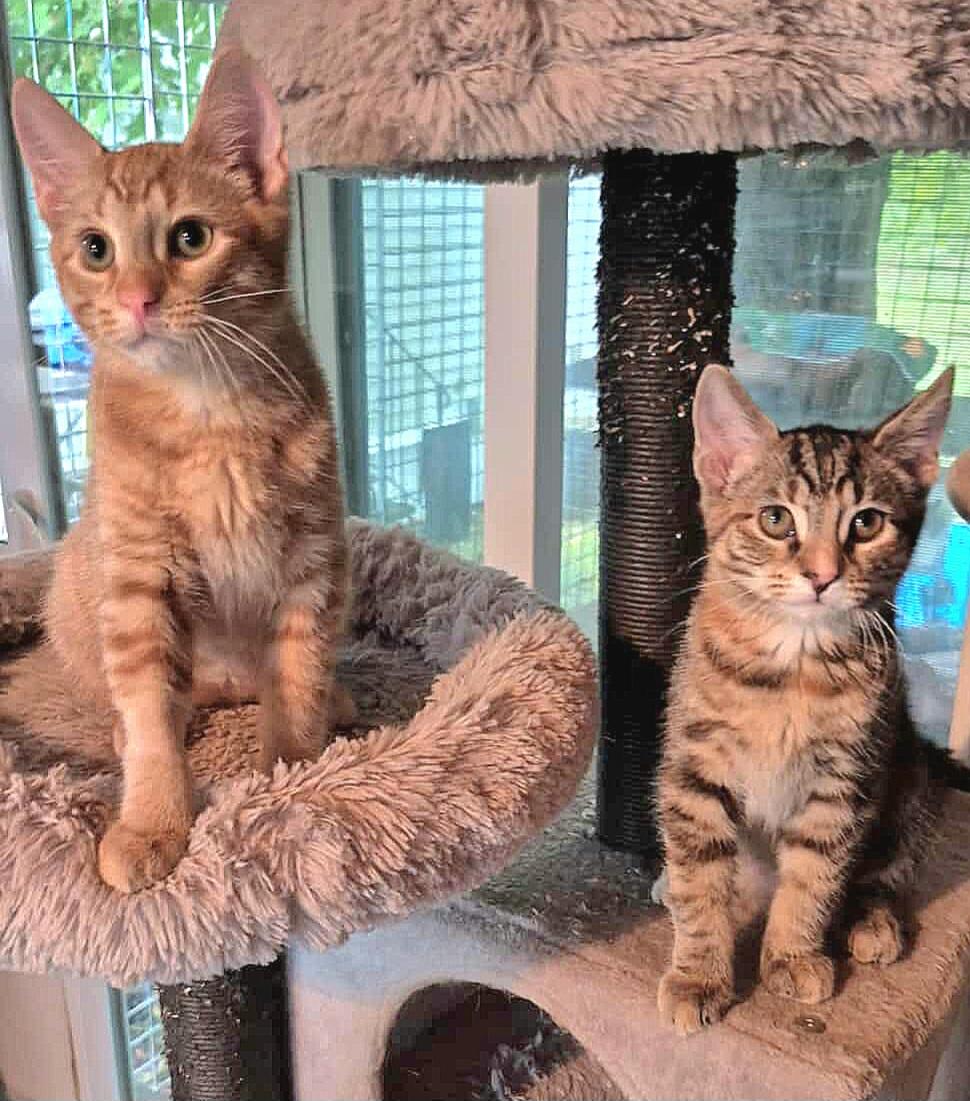 Enlarge BonBon and Biscotti, a Adopted Domestic Short Hair in Attleboro, MA image 1/4