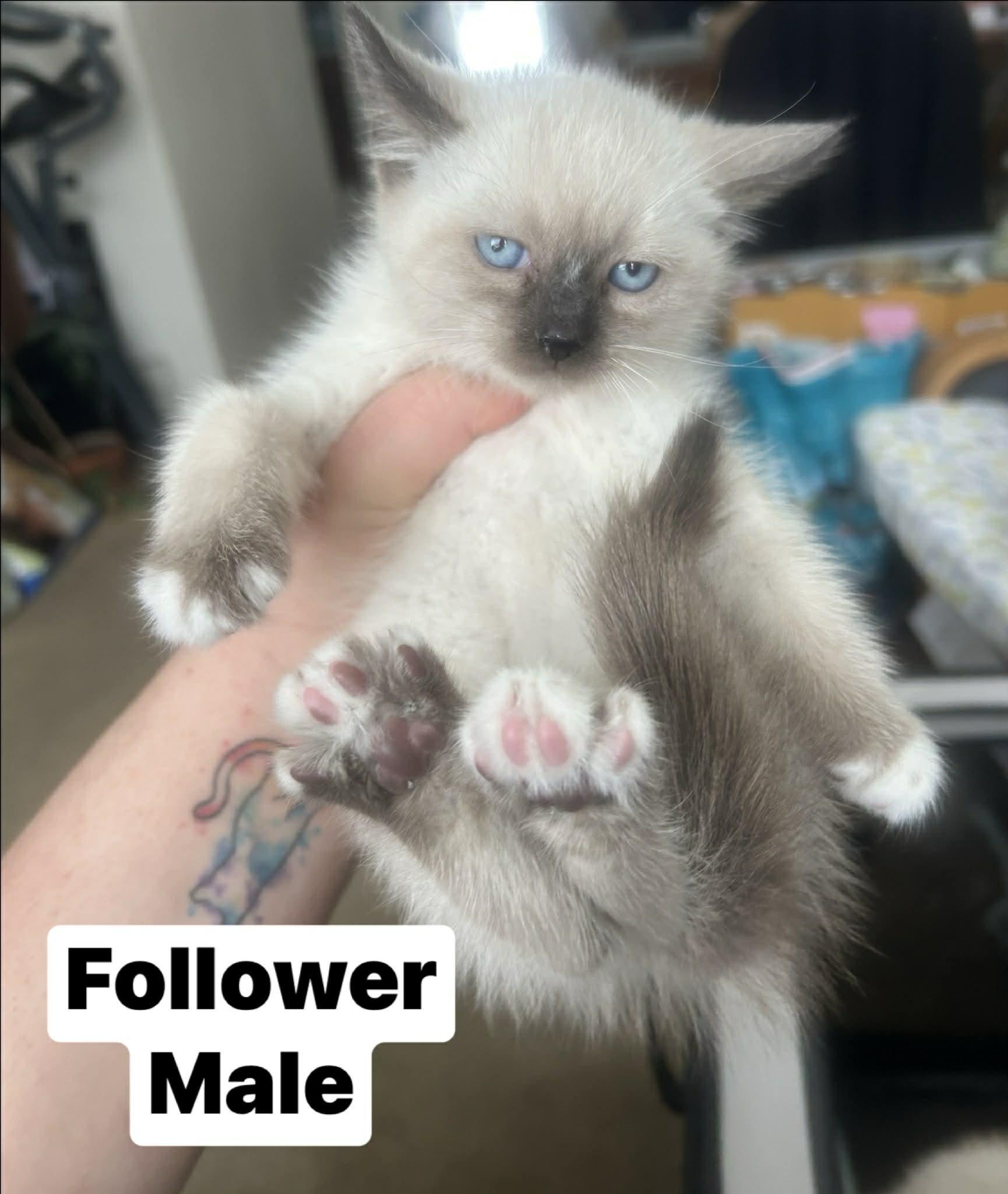 Follower, adopted, Kitten Male Domestic Short Hair & Snowshoe.