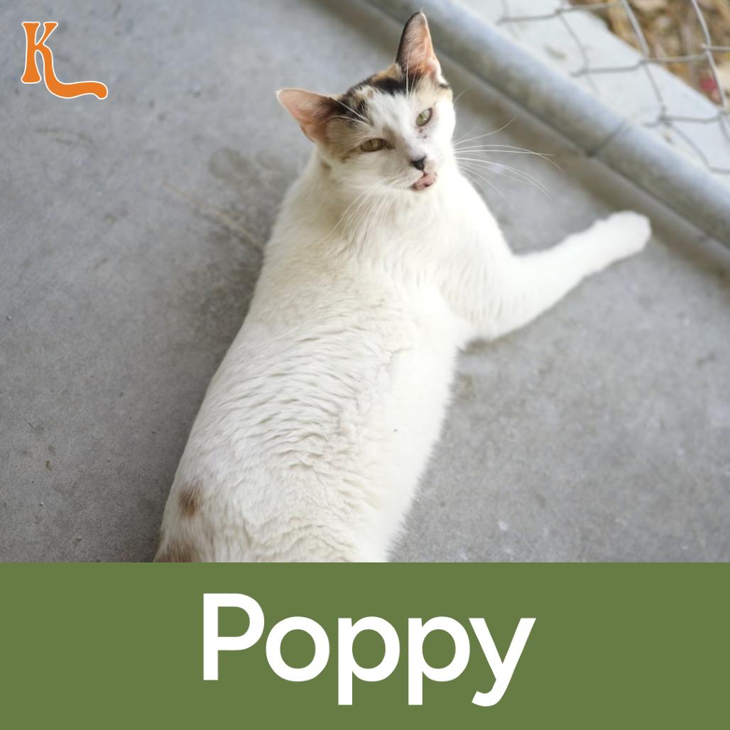 Poppy, Adoptable, Adult Female Domestic Short Hair.