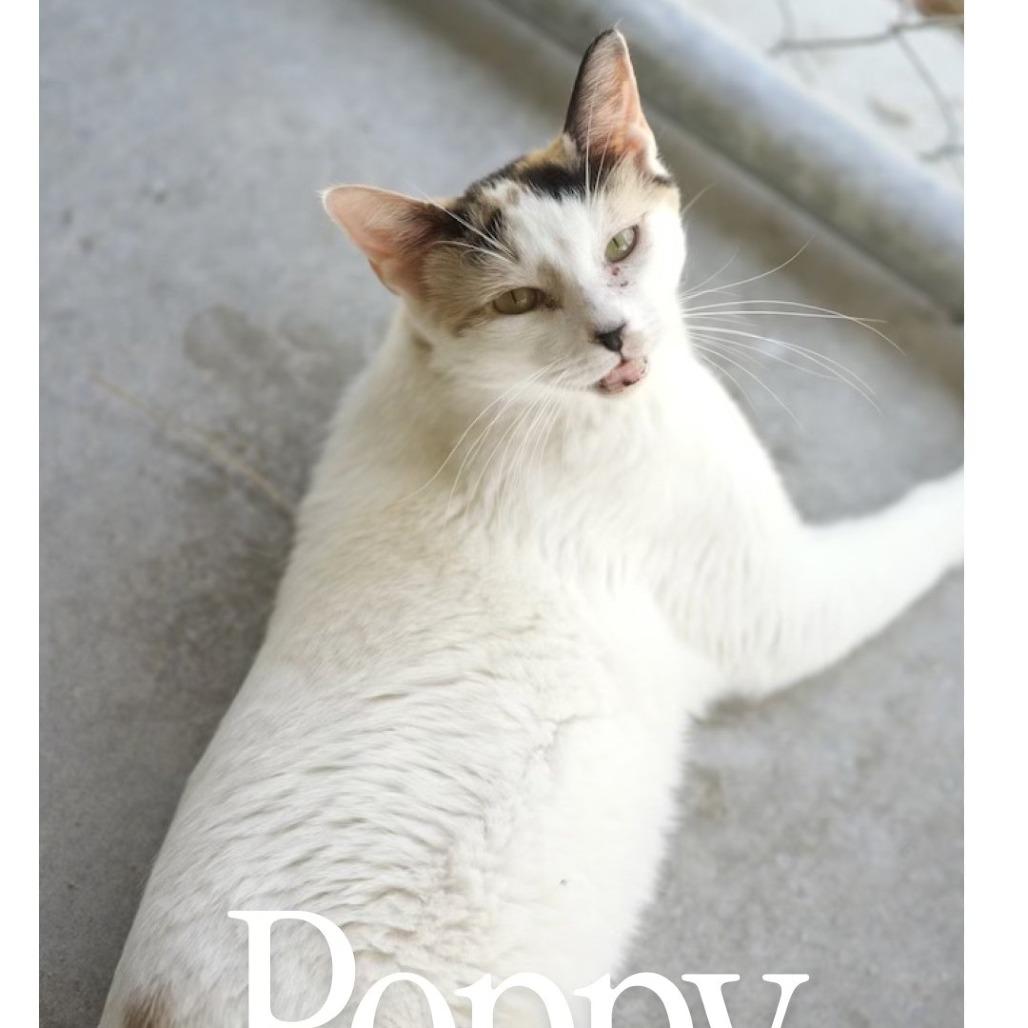 Enlarge Poppy, a Adoptable Domestic Short Hair in Desert Hot Springs, CA image 2/3