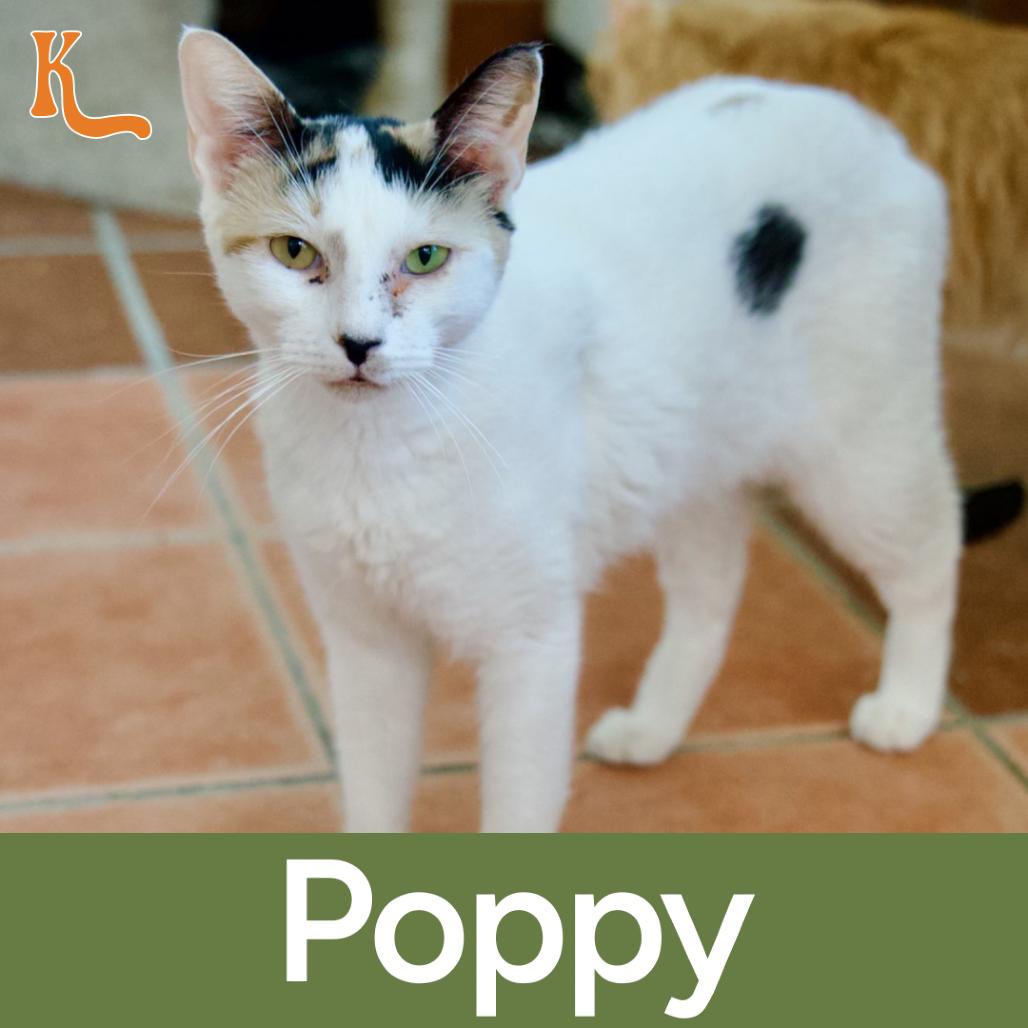 Enlarge Poppy, a Adoptable Domestic Short Hair in Desert Hot Springs, CA image 3/3