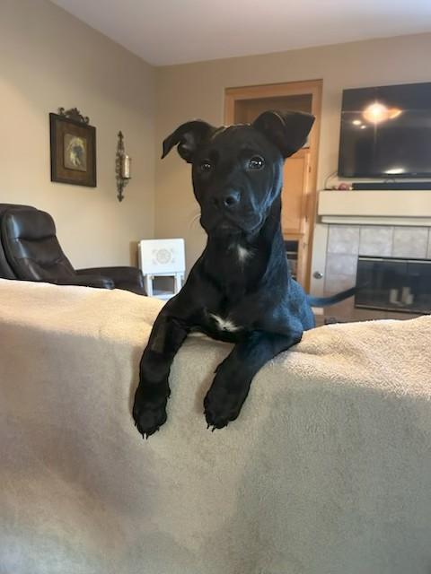 Komu, an adopted mixed breed in Oceanside , CA image 1/4