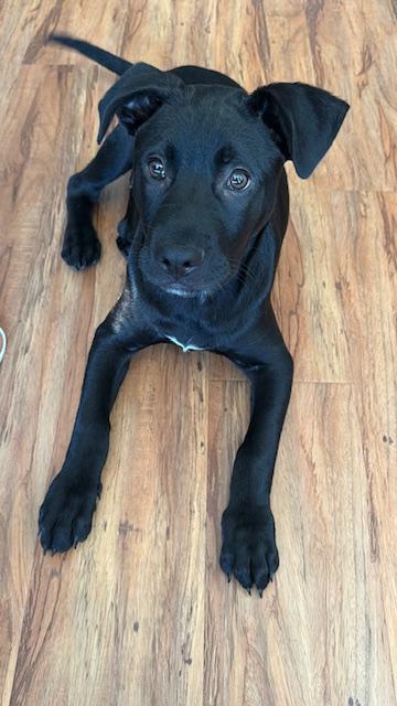 Komu, an adopted mixed breed in Oceanside , CA image 4/4