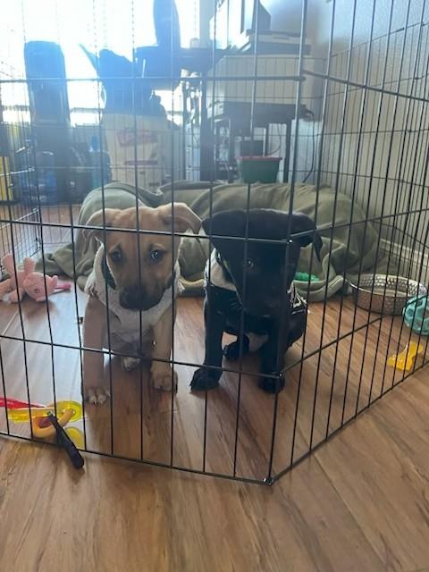 Komu, an adopted mixed breed in Oceanside , CA image 3/4