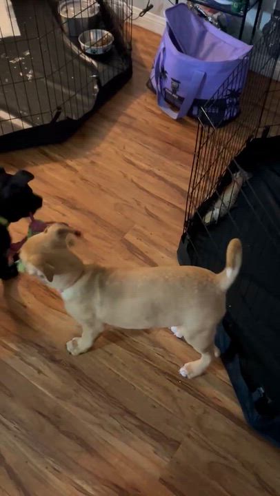 Enlarge Komu, an adopted mixed breed in Oceanside , CA video 2/4