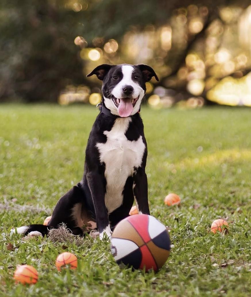 Meet Charlie 1-Year-Old  50 lbs  BullyCatahoula Mix  Neutered  Heartworm Negative Charlie is t