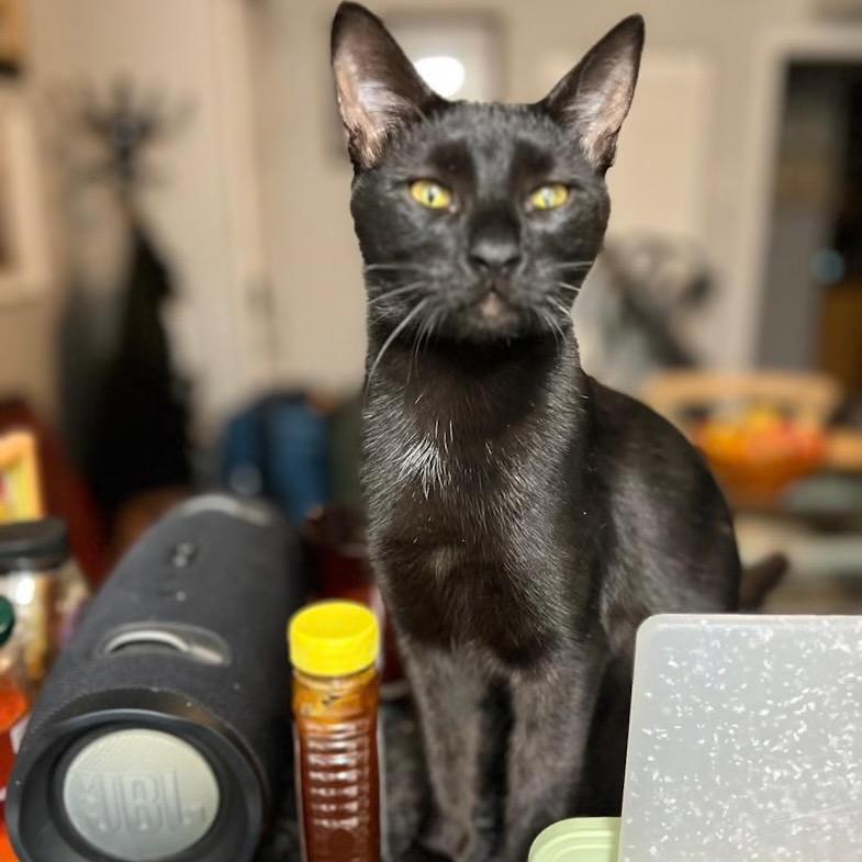 Enlarge Susan Storm, a Adoptable Domestic Short Hair in Lauderhill, FL image 1/1
