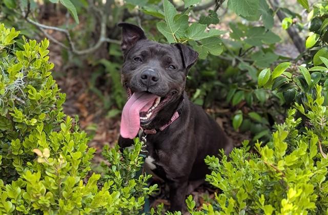 Enlarge KEATON, a Adoptable mixed breed in Ocala, FL image 1/1