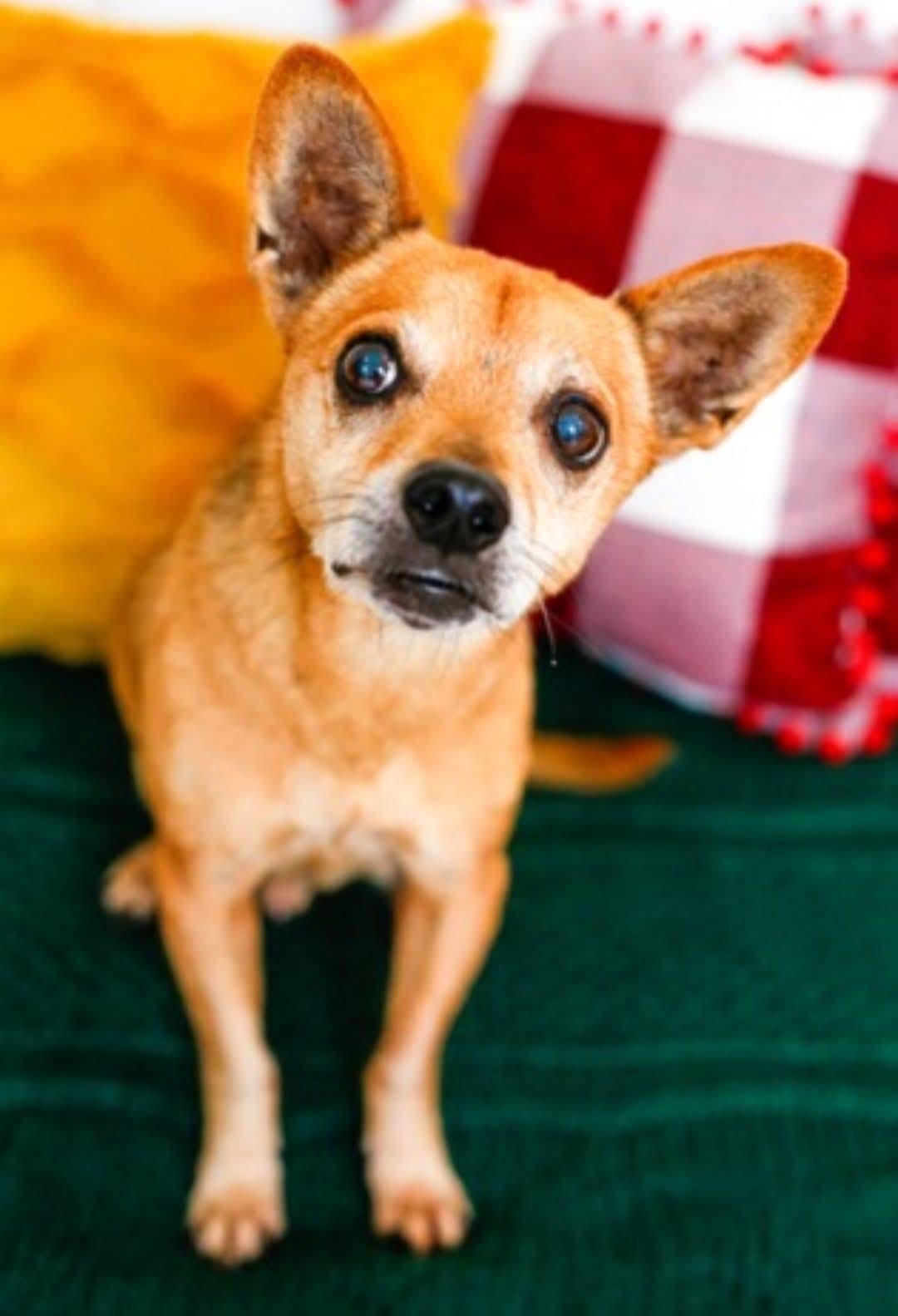Calvin, ADOPTABLE, Senior Male Chihuahua.