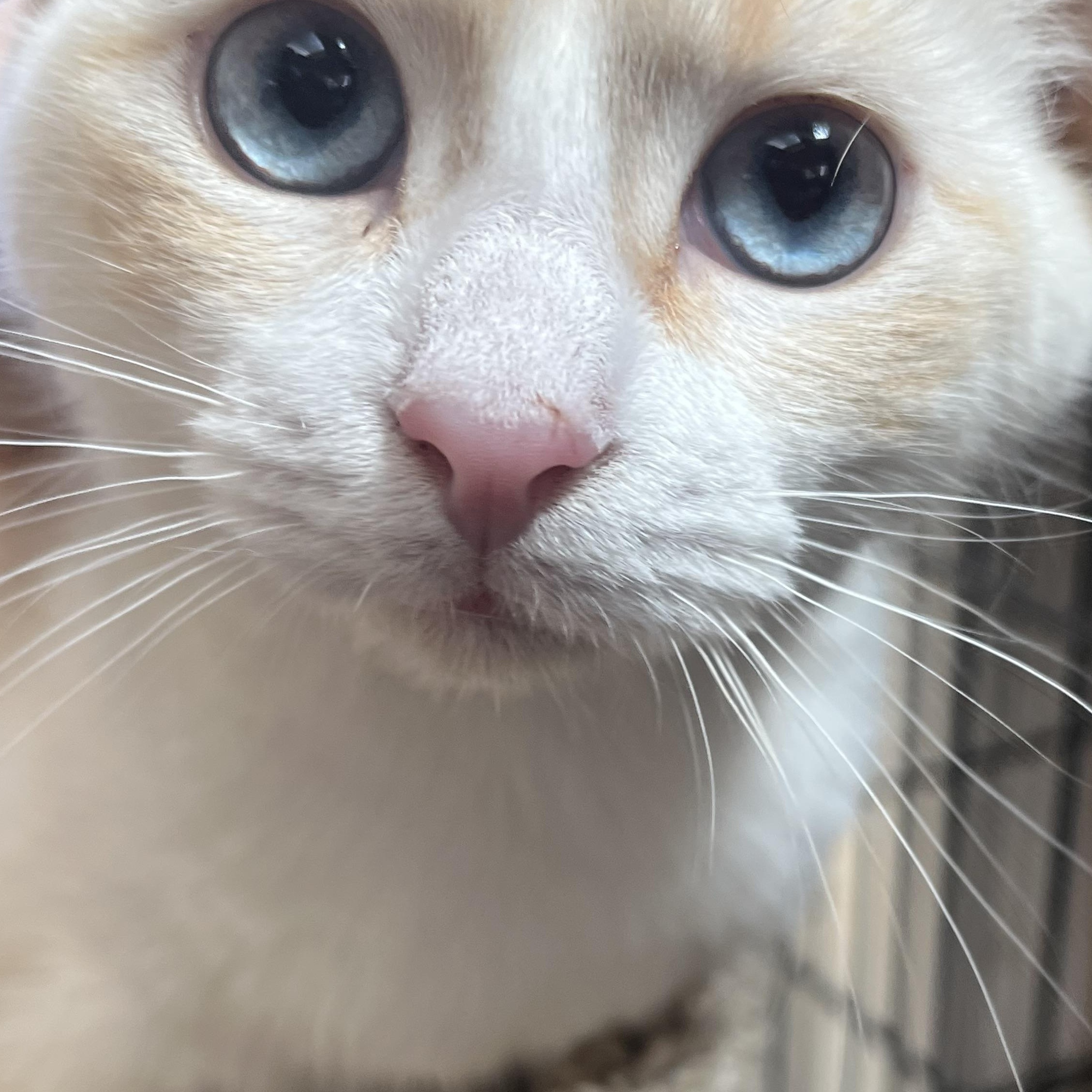ROMANTIC ROMEO!, adopted, Kitten Male Siamese.