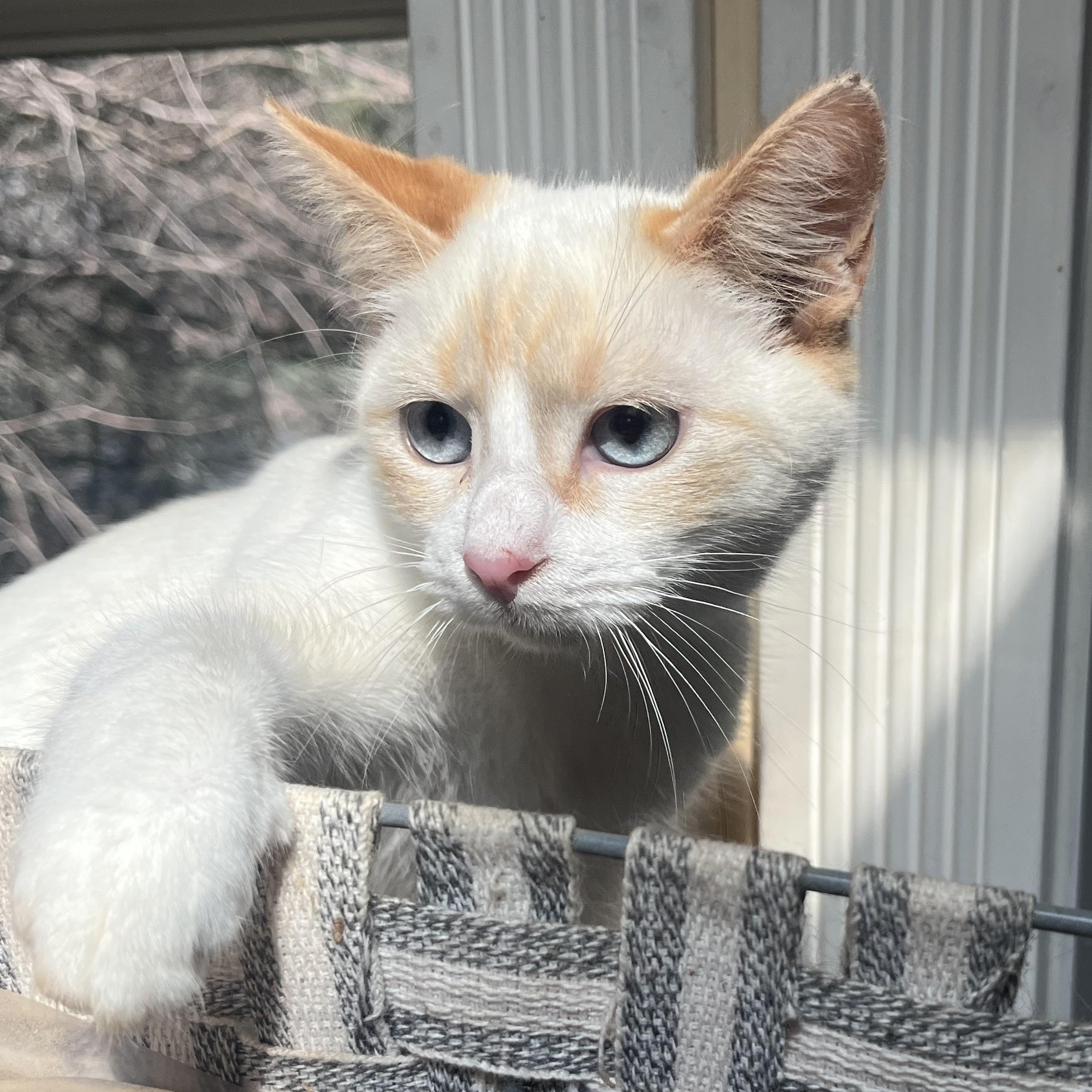 Enlarge ROMANTIC ROMEO!, an adopted Siamese in Danbury, CT image 2/2