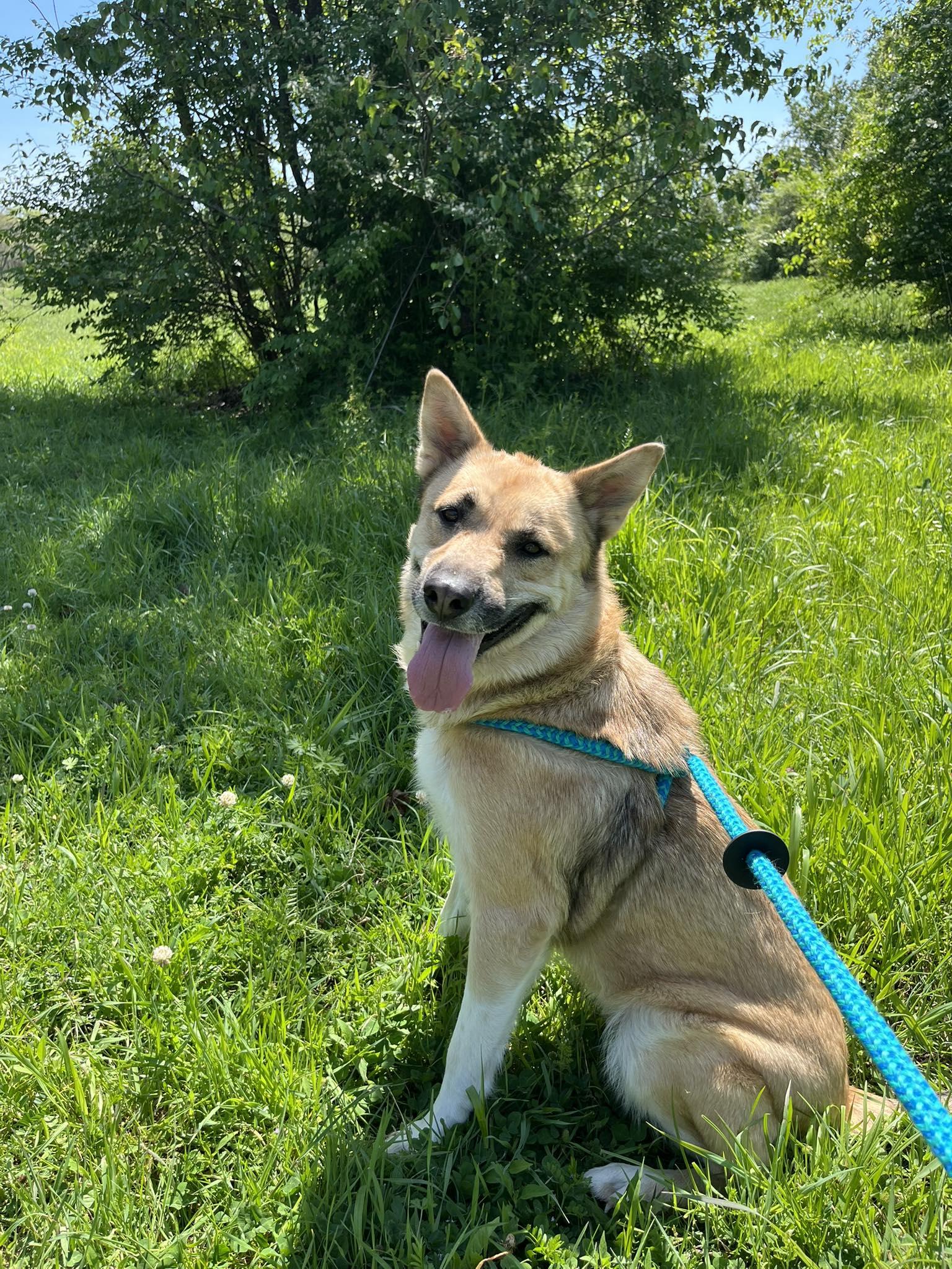 Firefox, a ADOPTABLE mixed breed in Nashville, TN image 1/3