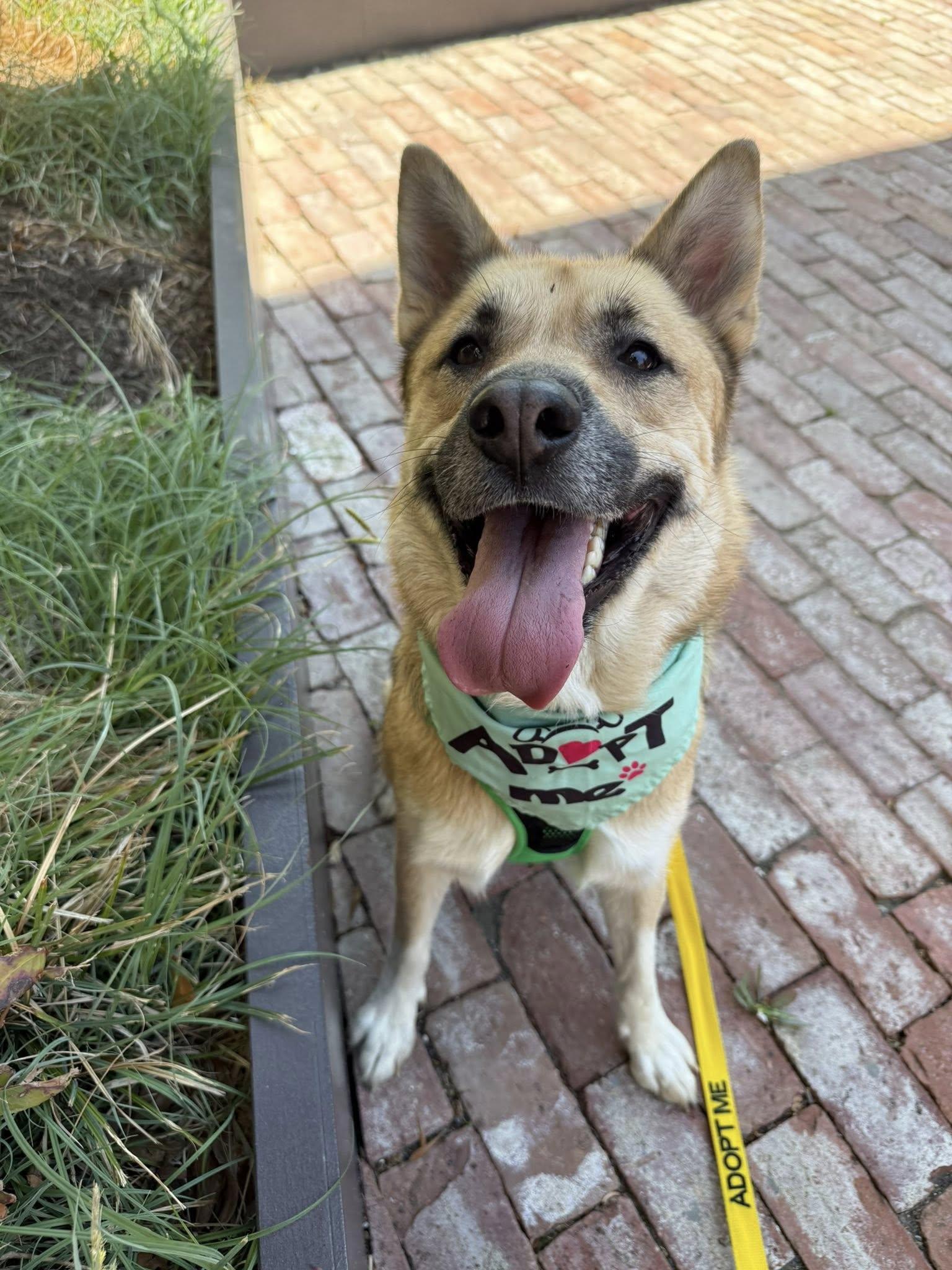 Firefox, a ADOPTABLE mixed breed in Nashville, TN image 3/3