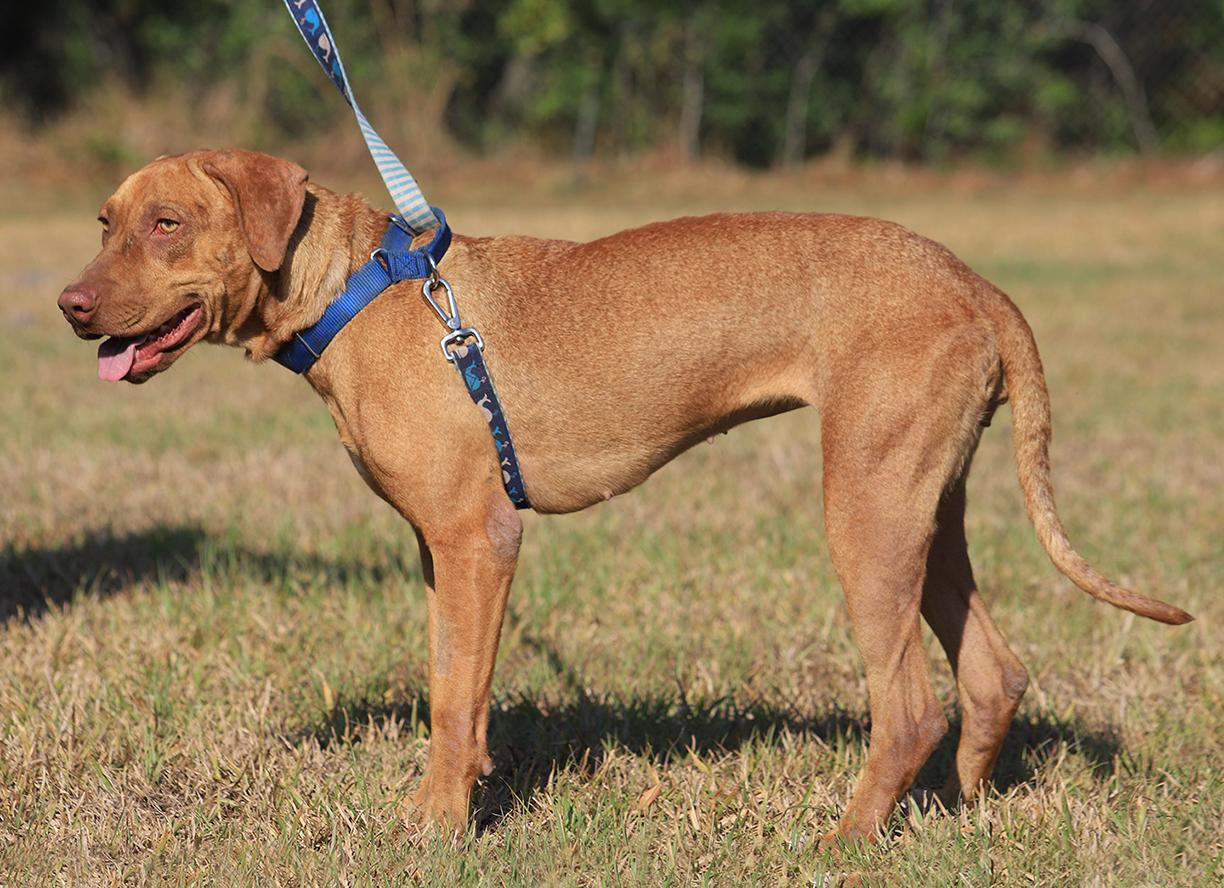 Enlarge Champagne, a Adoptable mixed breed in North Fort Myers, FL image 2/5