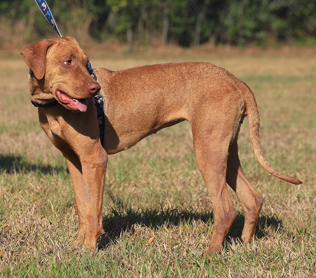 Enlarge Champagne, a Adoptable mixed breed in North Fort Myers, FL image 3/5