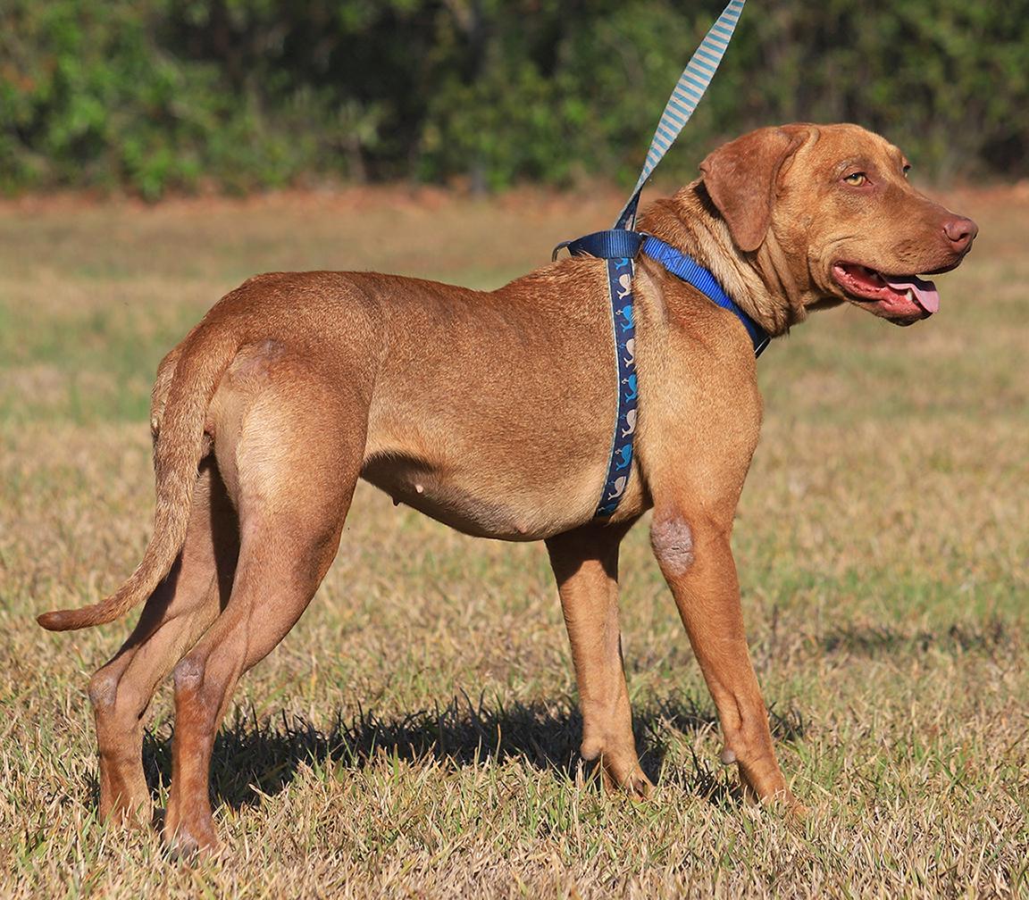 Enlarge Champagne, a Adoptable mixed breed in North Fort Myers, FL image 4/5