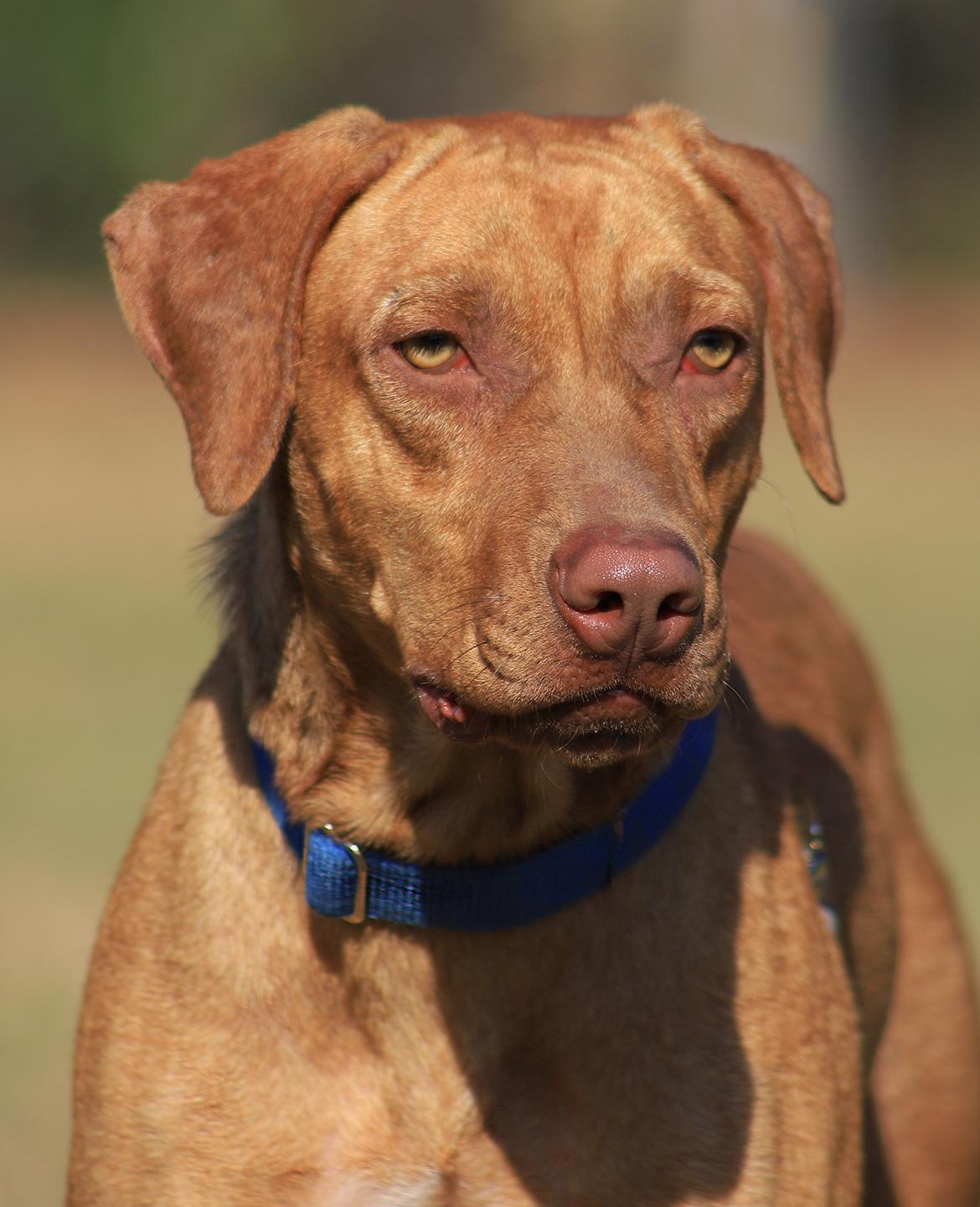 Enlarge Champagne, a Adoptable mixed breed in North Fort Myers, FL image 1/5
