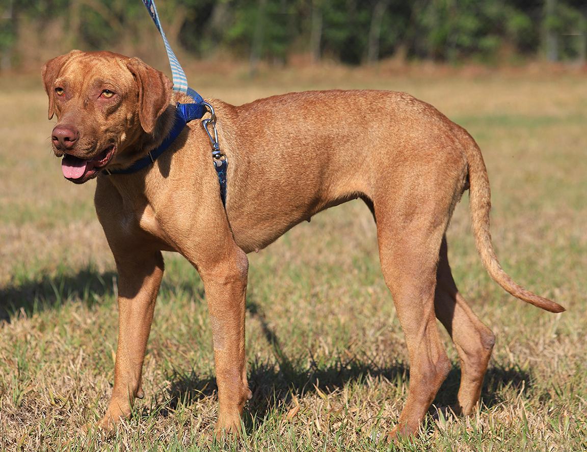 Enlarge Champagne, a Adoptable mixed breed in North Fort Myers, FL image 5/5