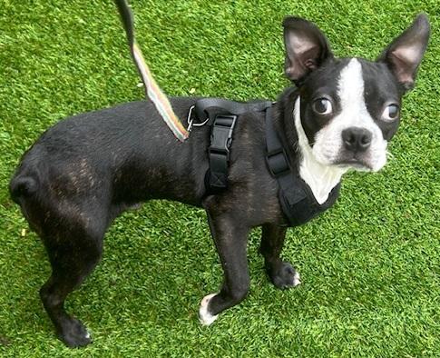 Enlarge ROGER, an adopted Boston Terrier in Dallas, TX image 1/1