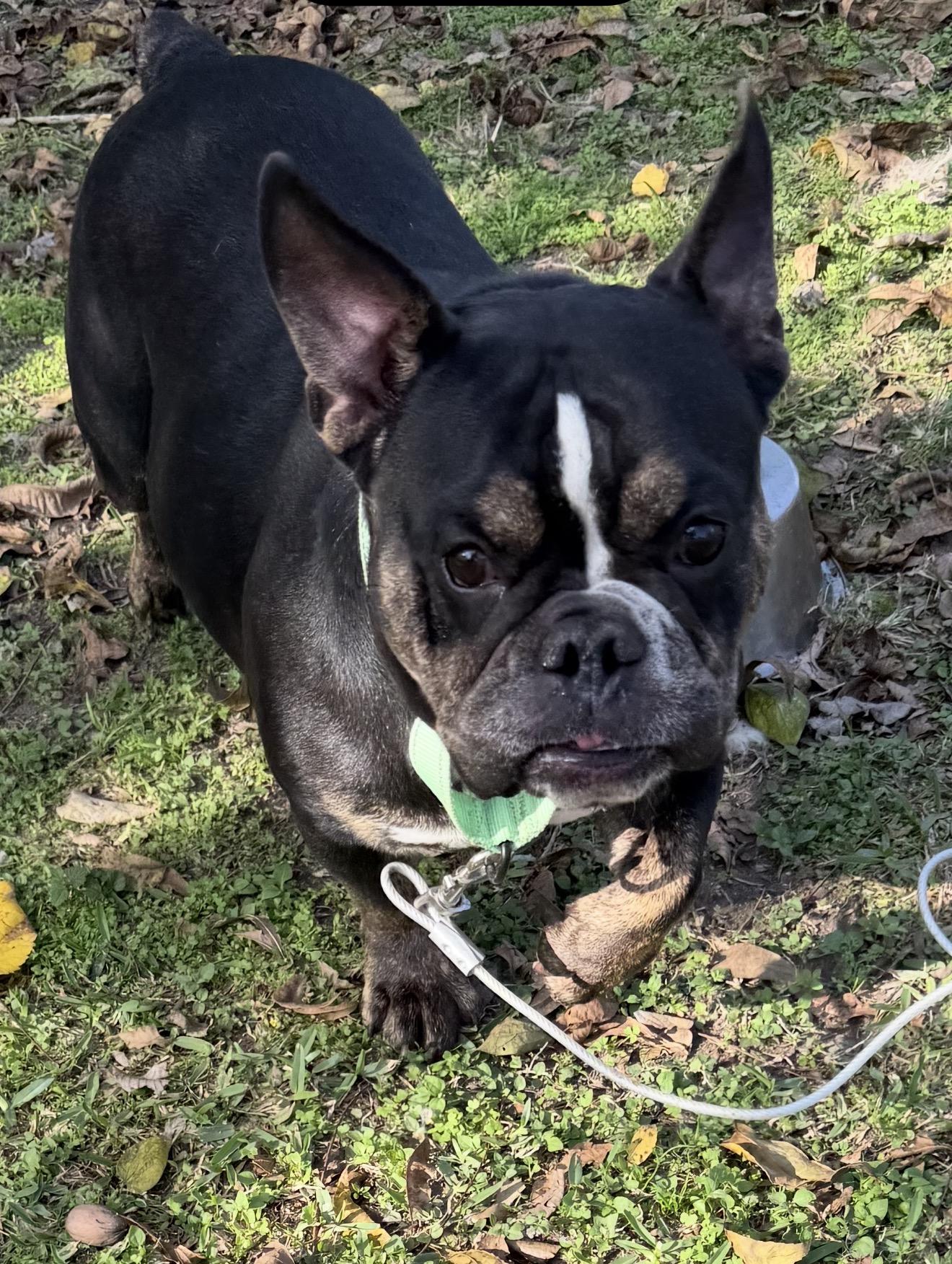Mirabel, ADOPTABLE, Adult Female American Bulldog.